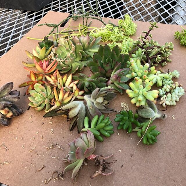 Wait! Succulents? Last fall I took a pumpkin/succulent workshop at Avant Gardens in Dartmouth MA @avant_gardens_ma My most favorite plant place by far. The decorated pumpkin was dismantled in December. Many cuttings rooted - can&rsquo;t put that in t