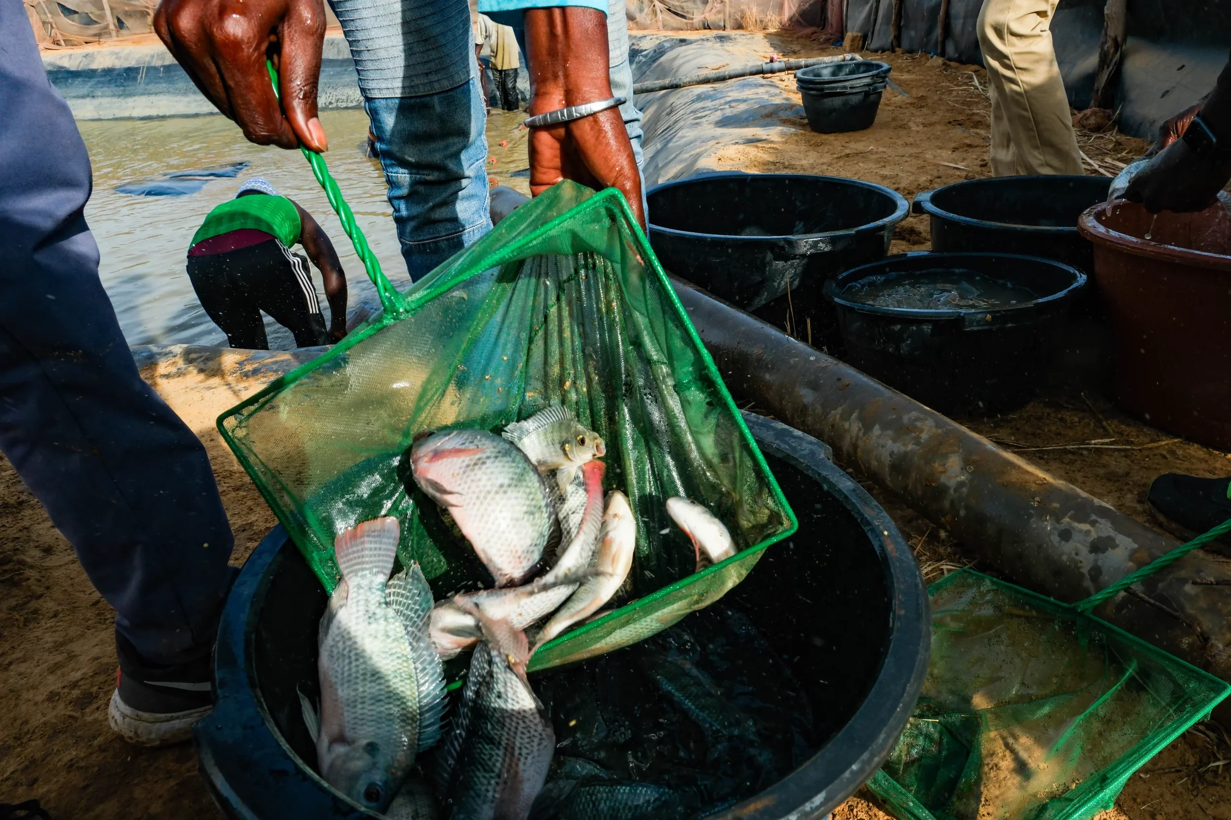 A net full of tilapia at a Senegalese fish farm