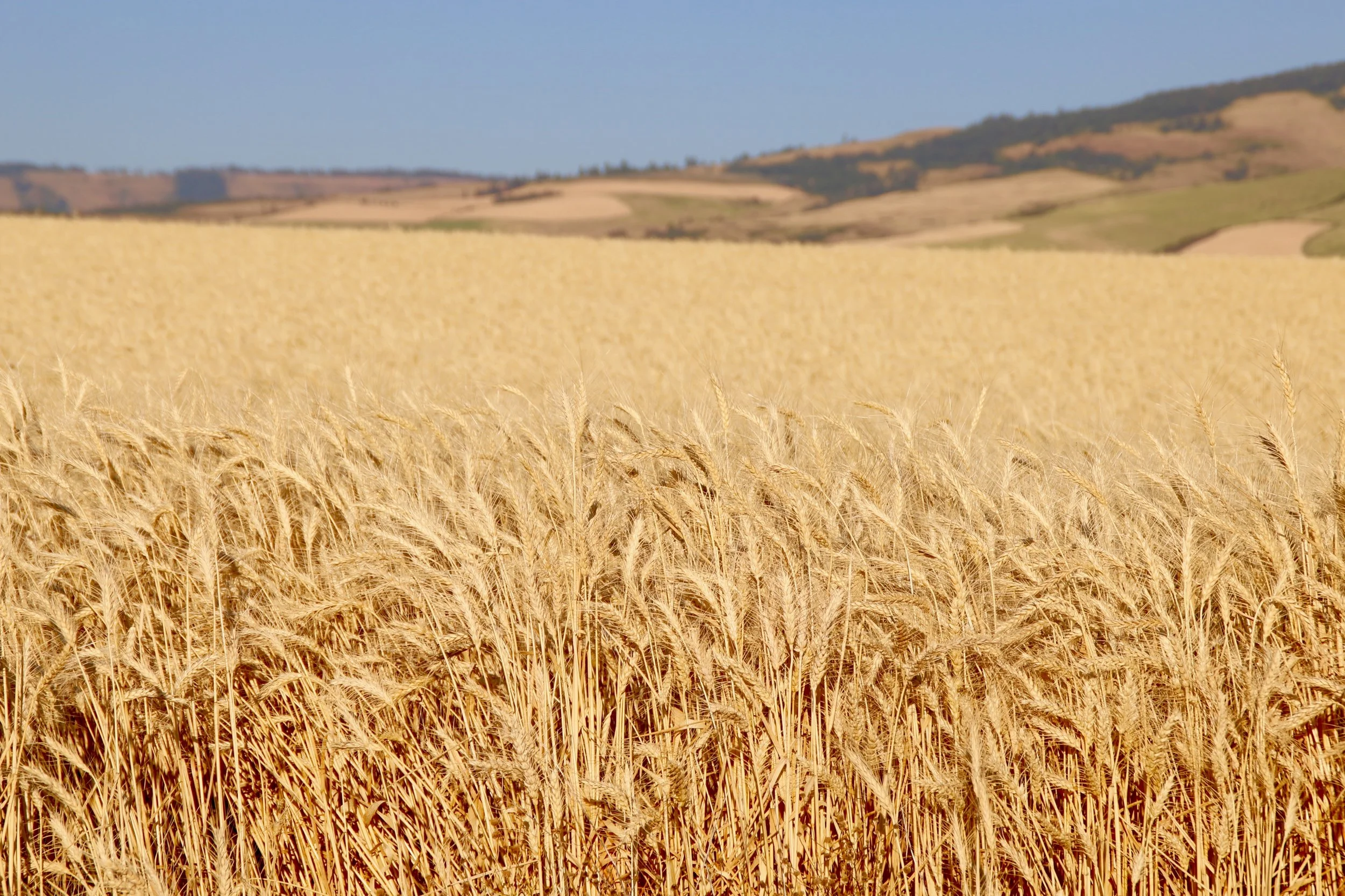 Wheat.jpg