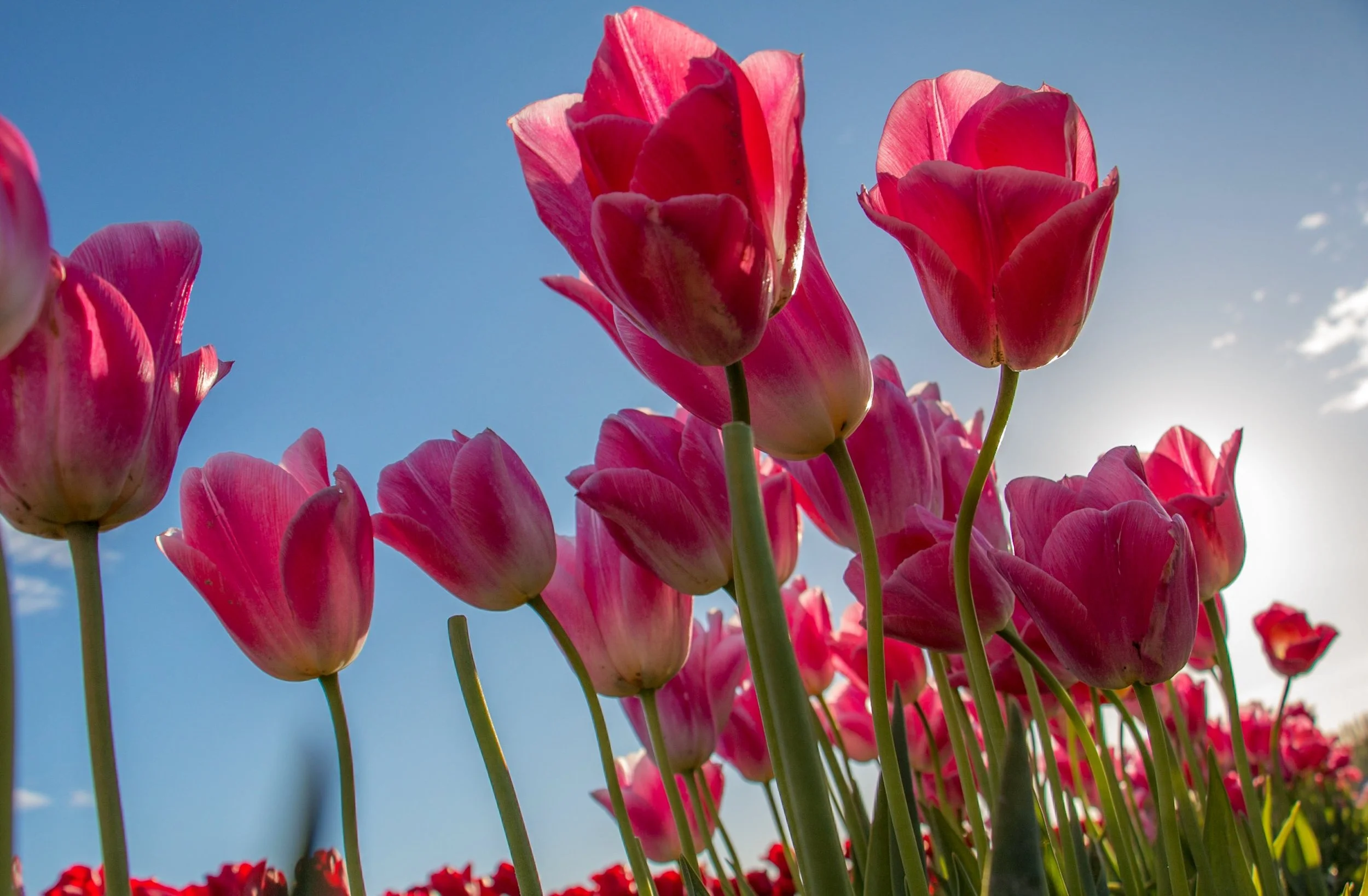 Placing the camera close to the ground and shooting upward produces a view of these tulips that we are not accustomed to seeing.