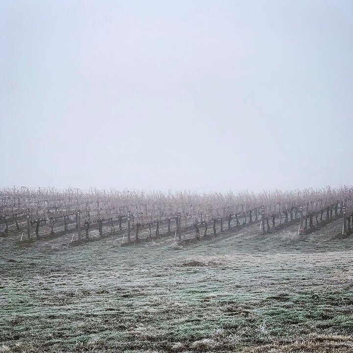There is something so peaceful about a foggy morning&hellip; #DiscoverWallaWalla
📸 @moonbase_cellars
.
.
. 
#winecountry #winetours #winelover #wallawallawa #wallawalla #downtownwallawalla #wallawallawash #pnw #pnwtravel #hiddengem #smalltown #downt