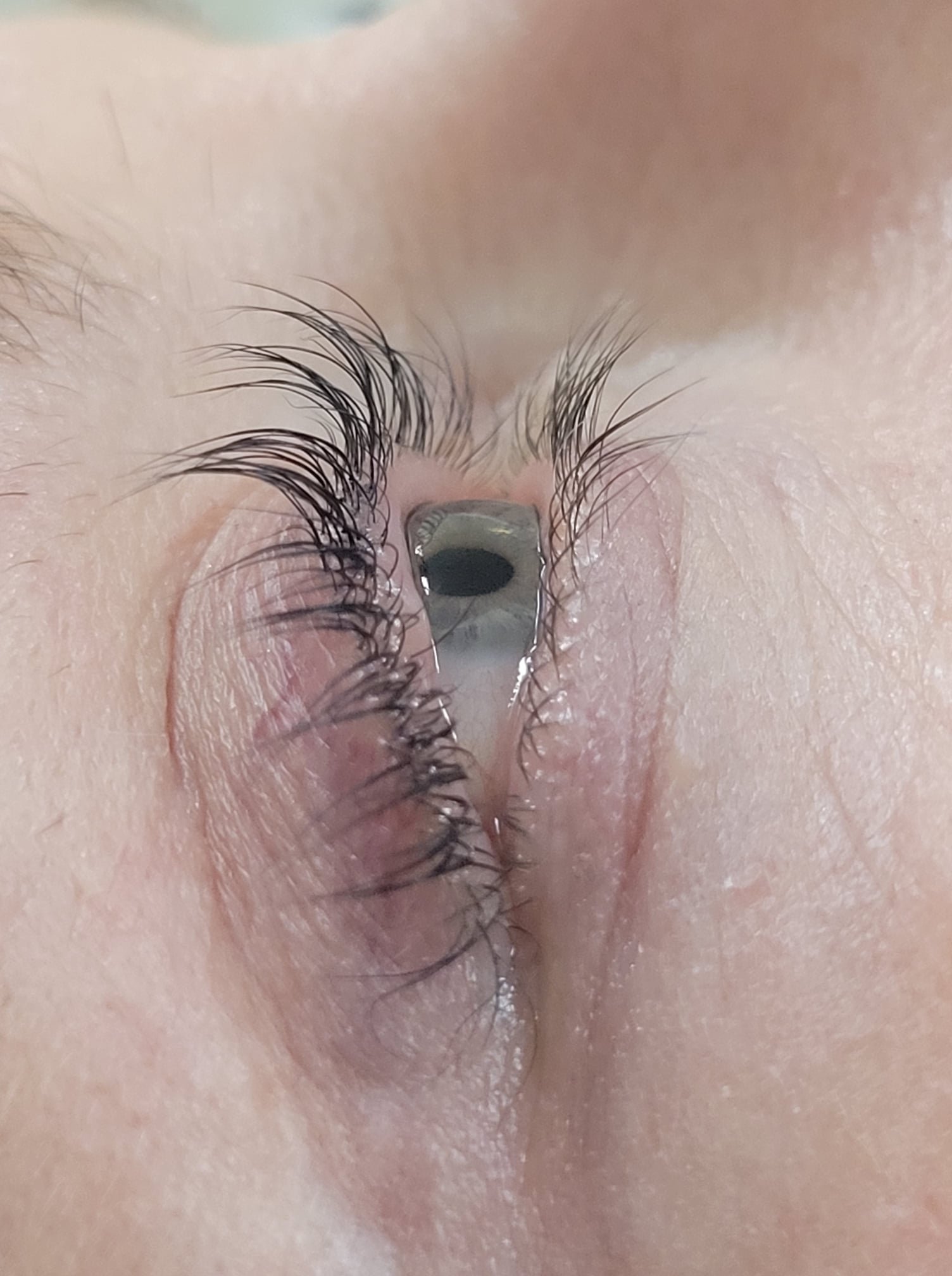 lash 2.jpg