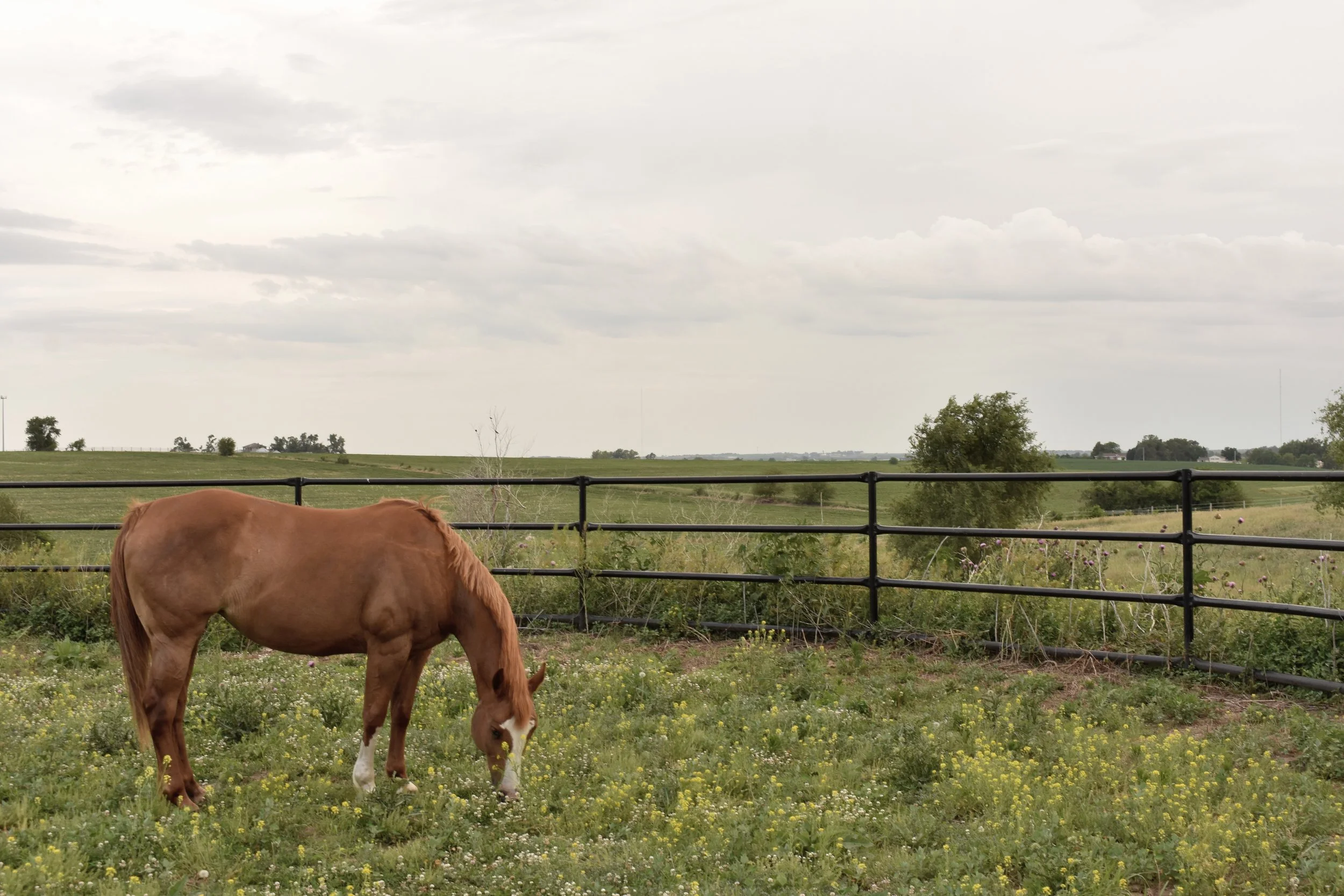 website header image.JPG