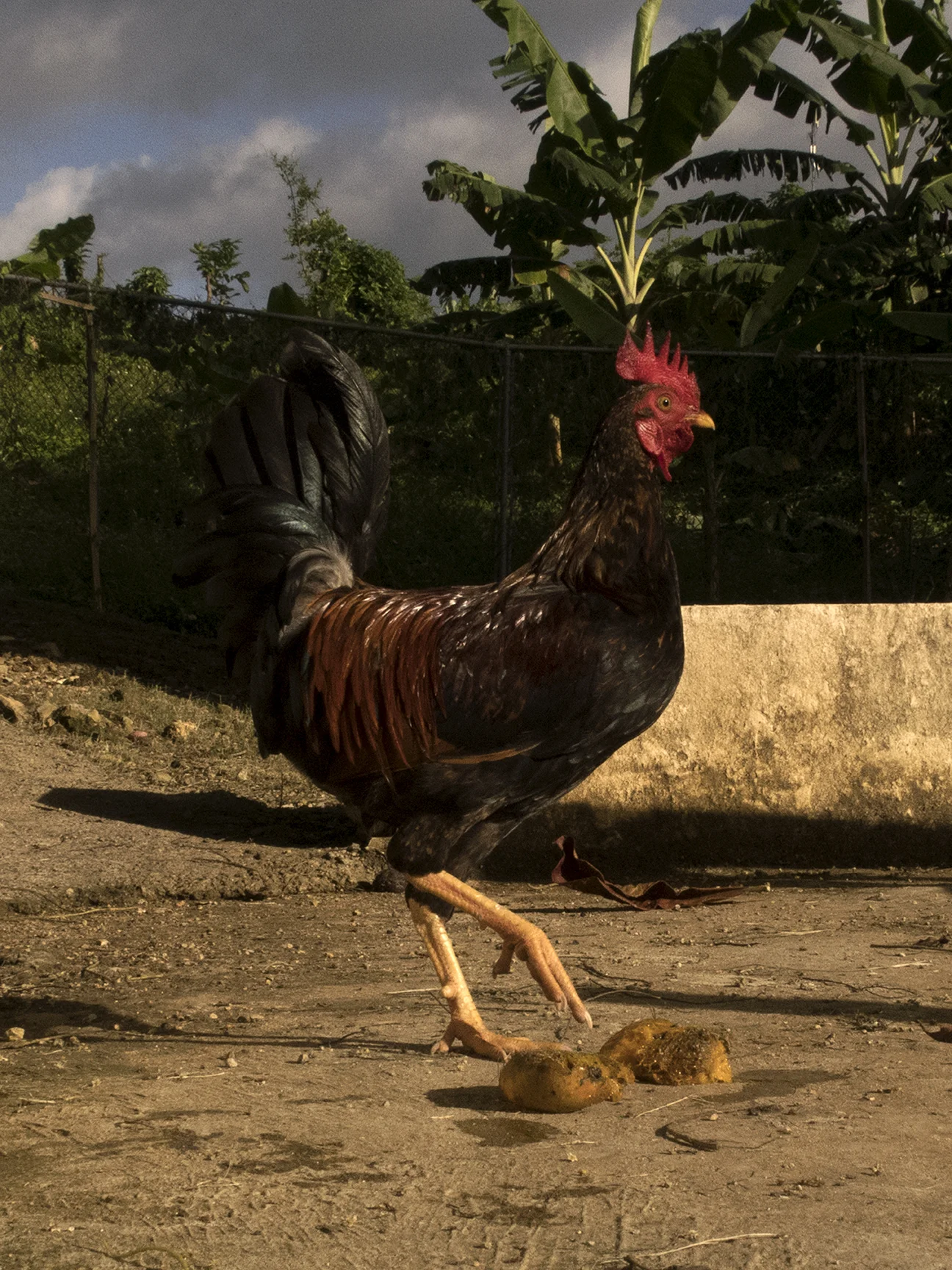 Jamaica-56-2-4959.jpg