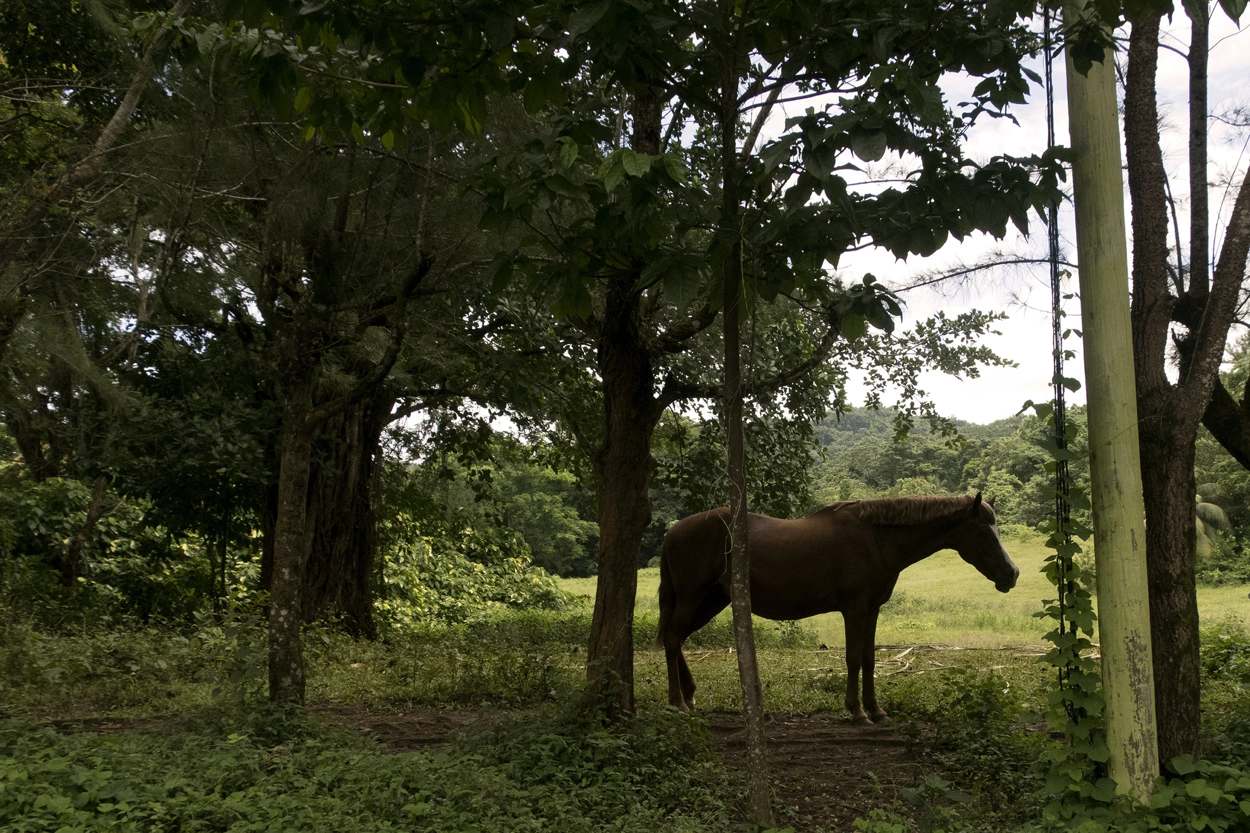 Jamaica-103-2-4792.jpg
