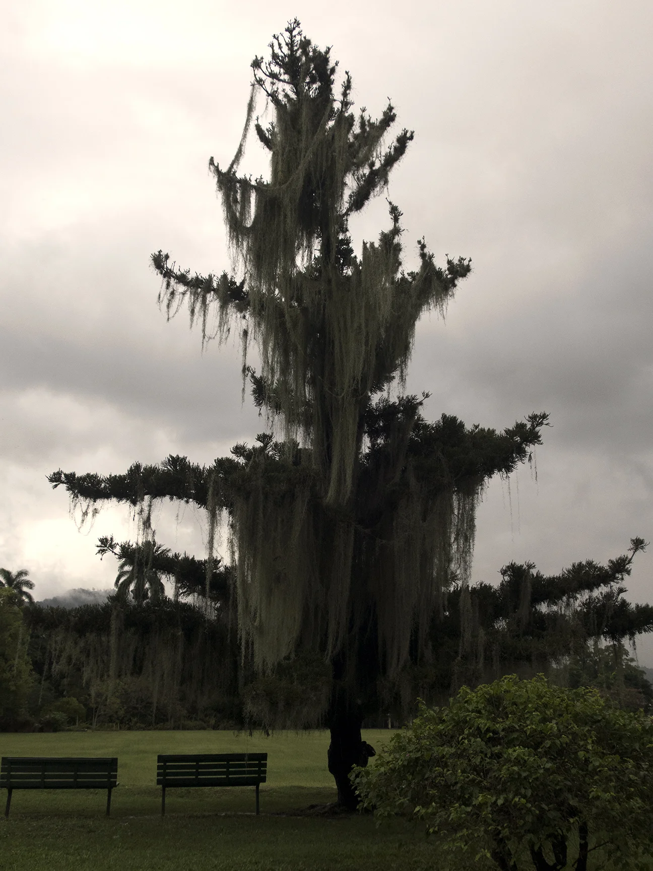 Jamaica-116-K-3972.jpg