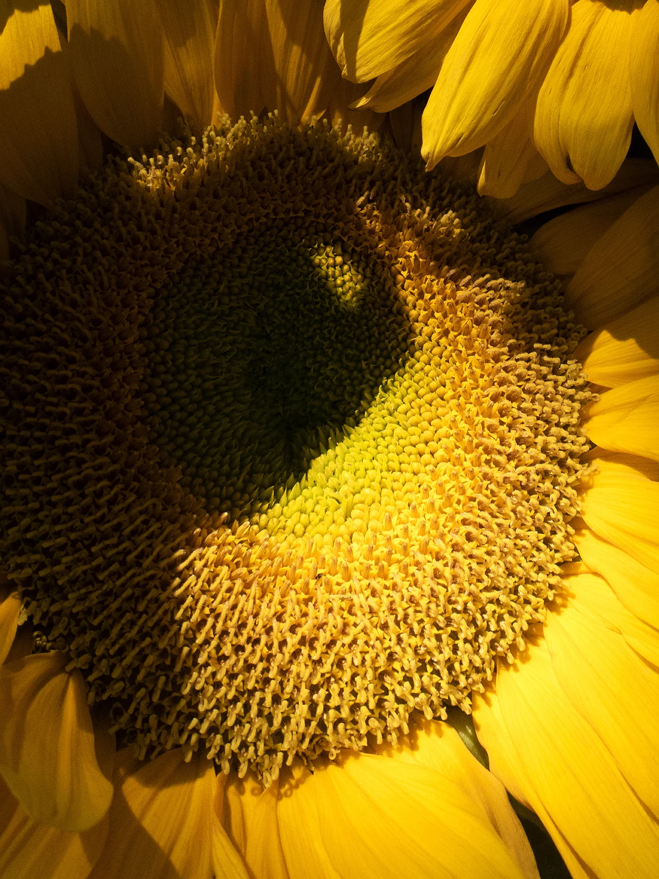 sunflower.jpg