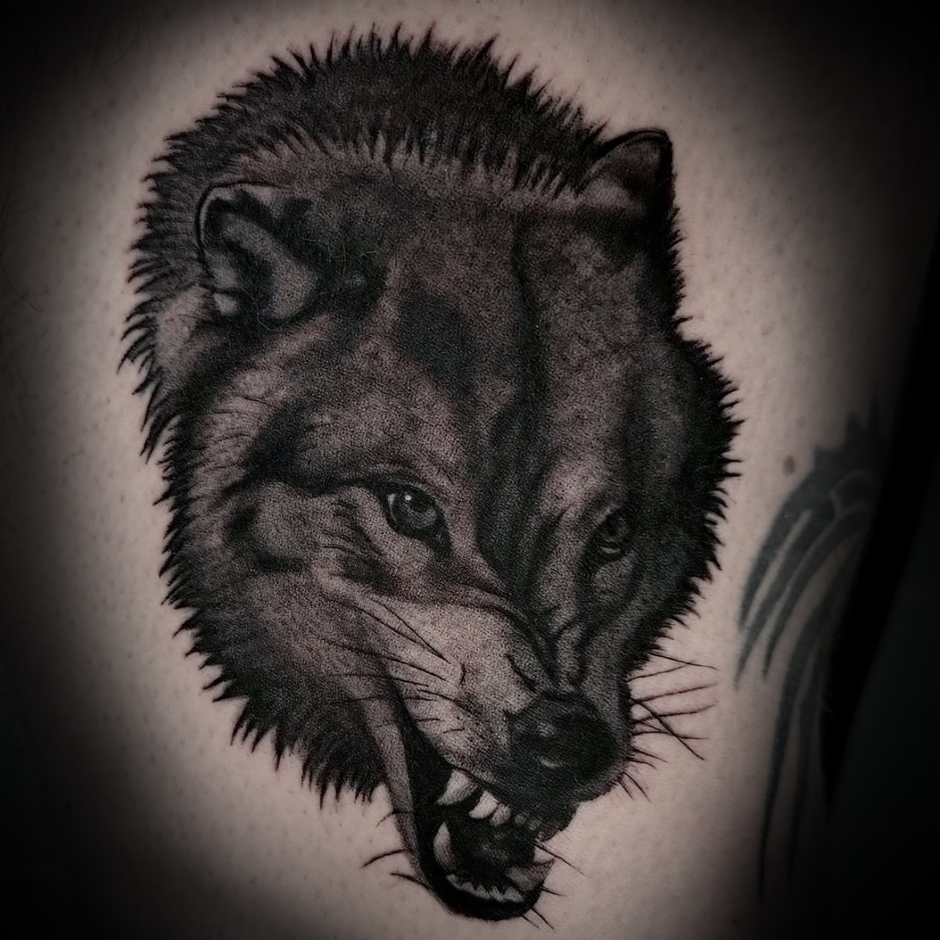 Angry Snarling Wolf Portrait Tattoo