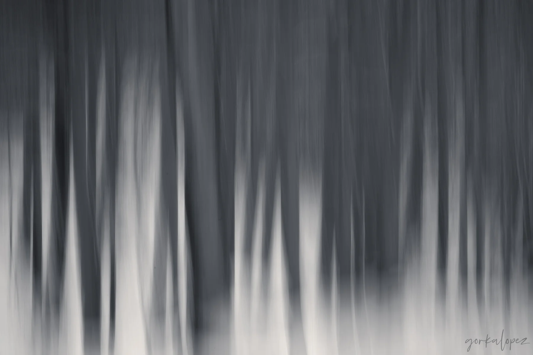 Ephemeral Forest