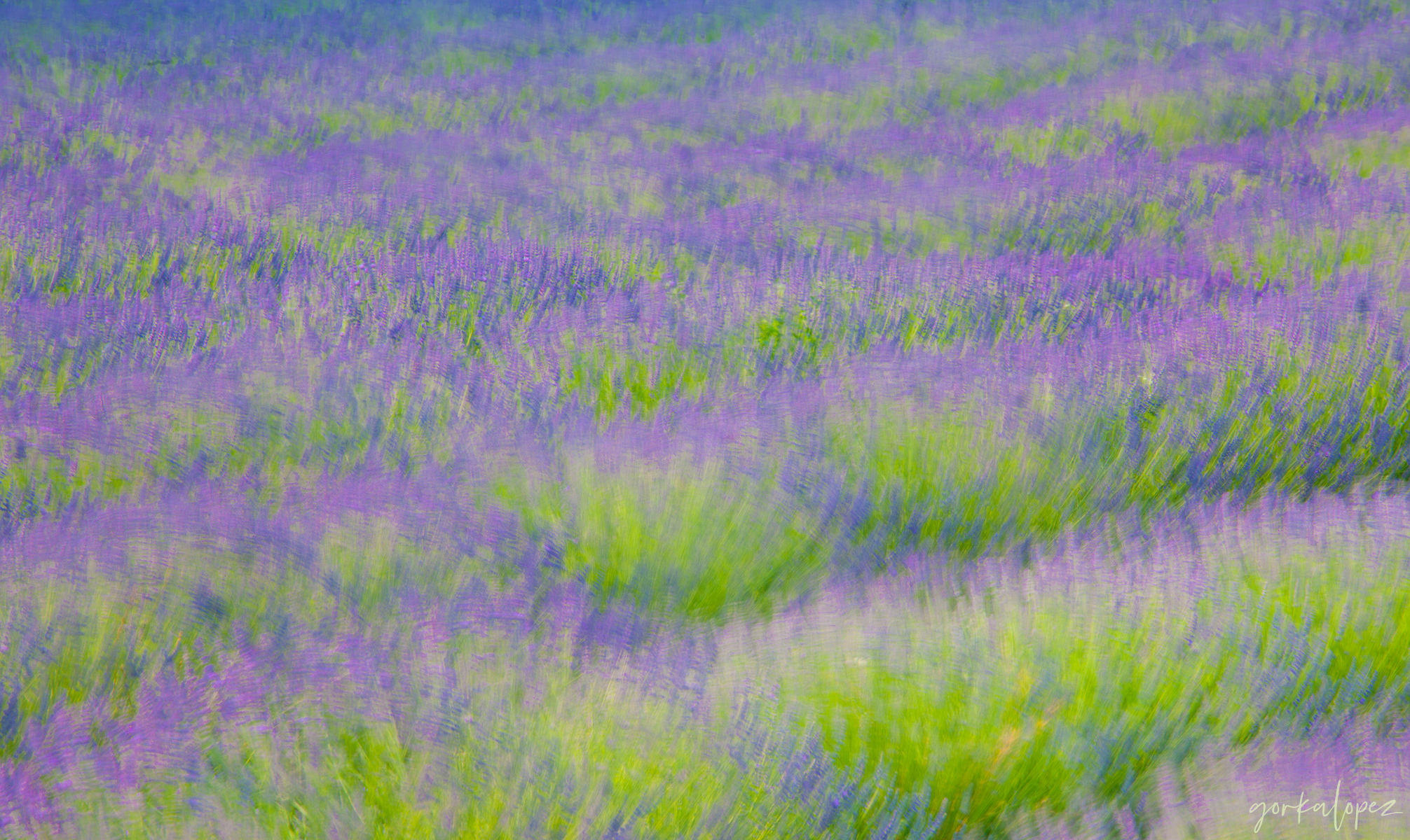 lavender-impressions.jpg
