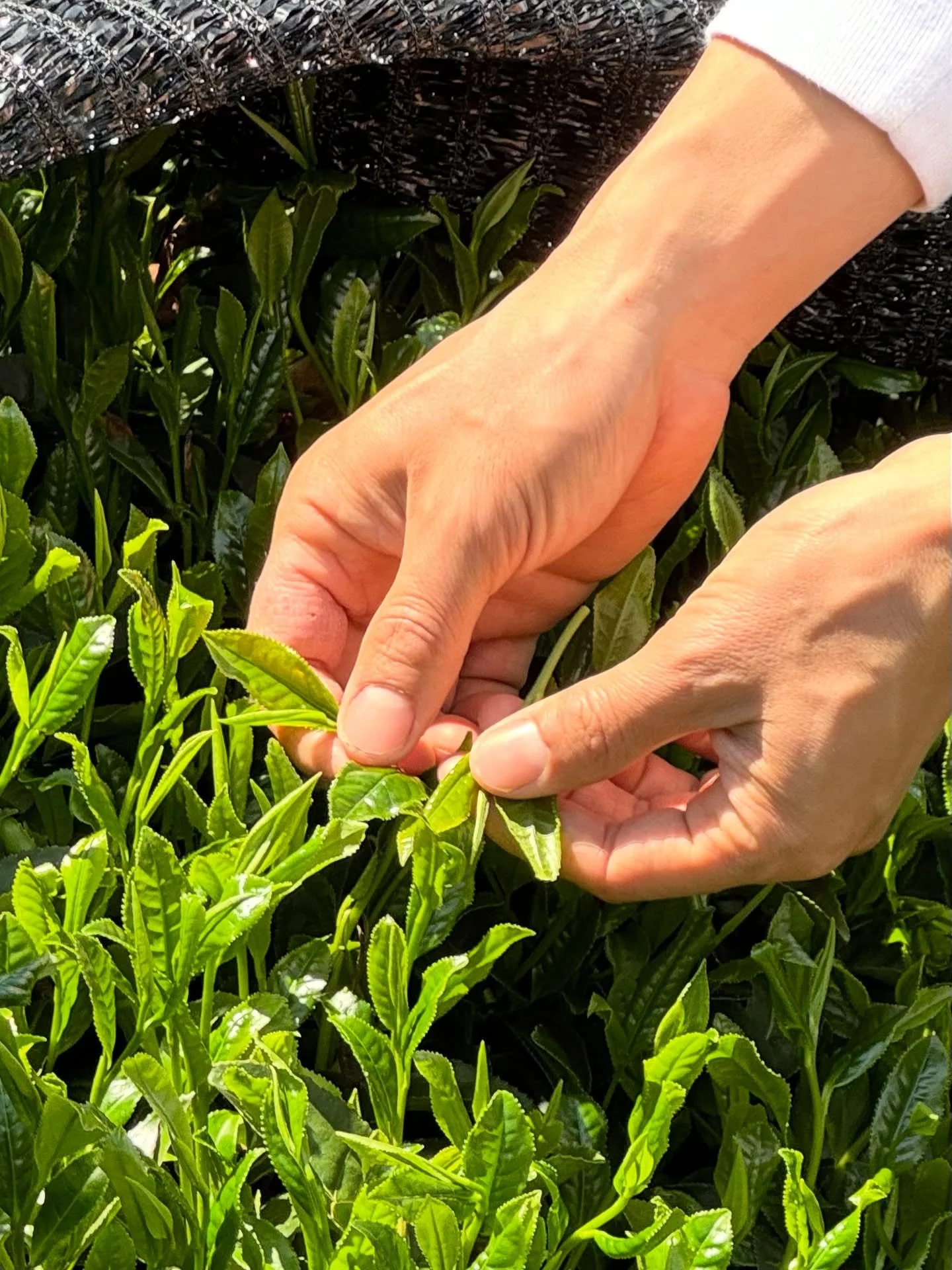 Wazuka: May 2024 ~ When organizing photos from my travels last year, I found myself attempting to put into words the feeling of missing a moment while you&rsquo;re still living it. And the humble pursuit of feeling whole. 

If you make it to the fina