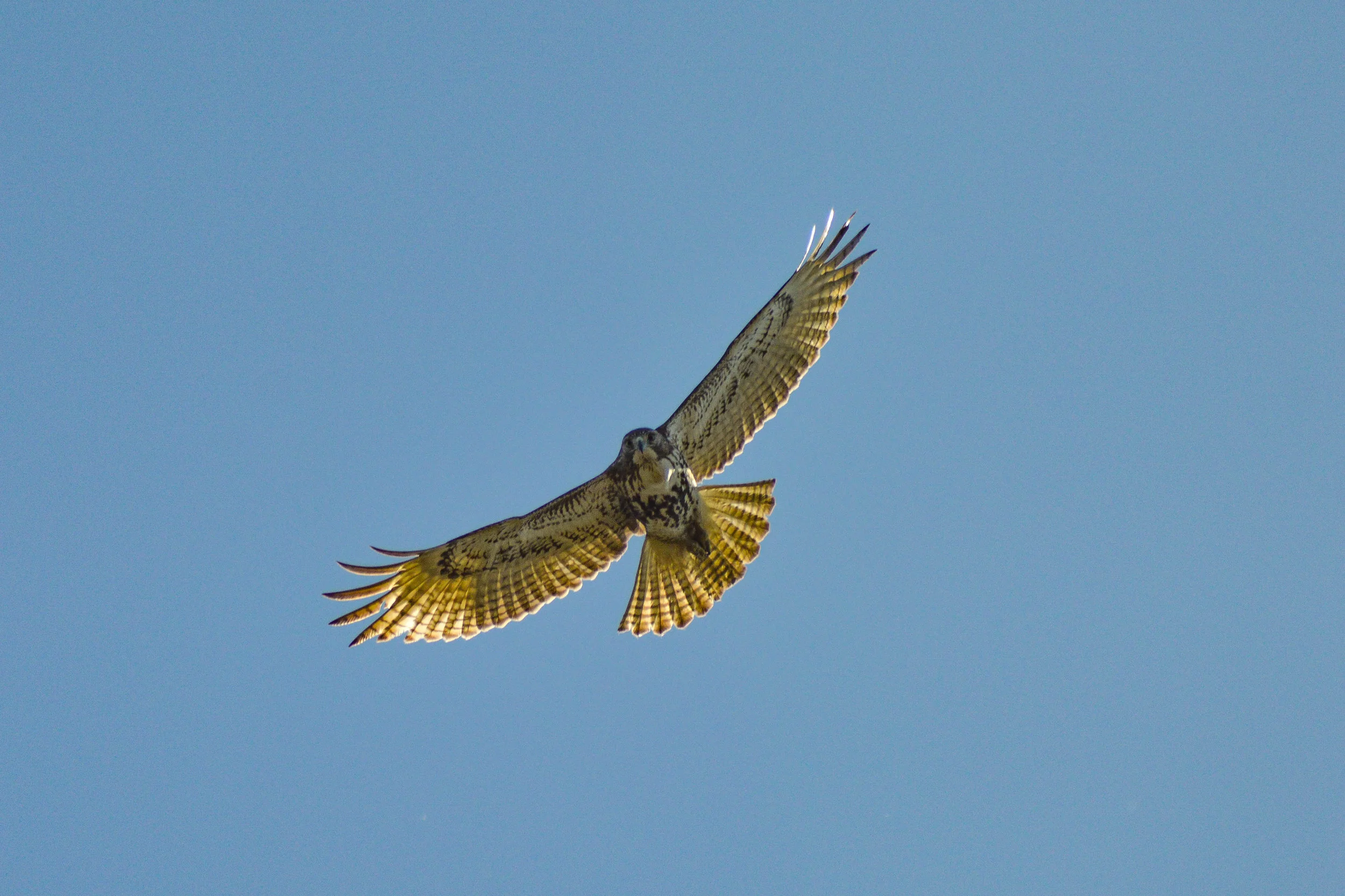 The Hawk