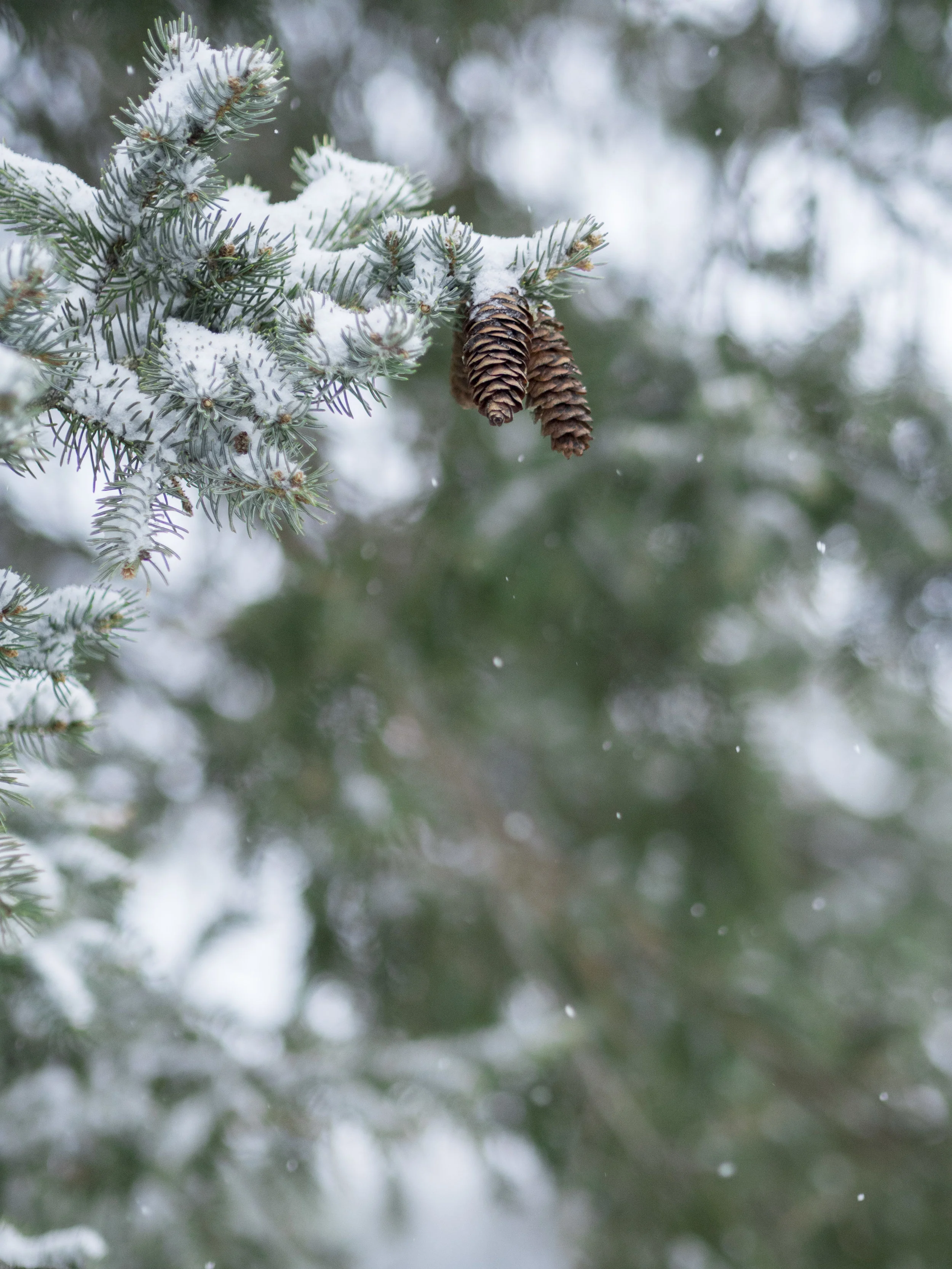 Soft Snow