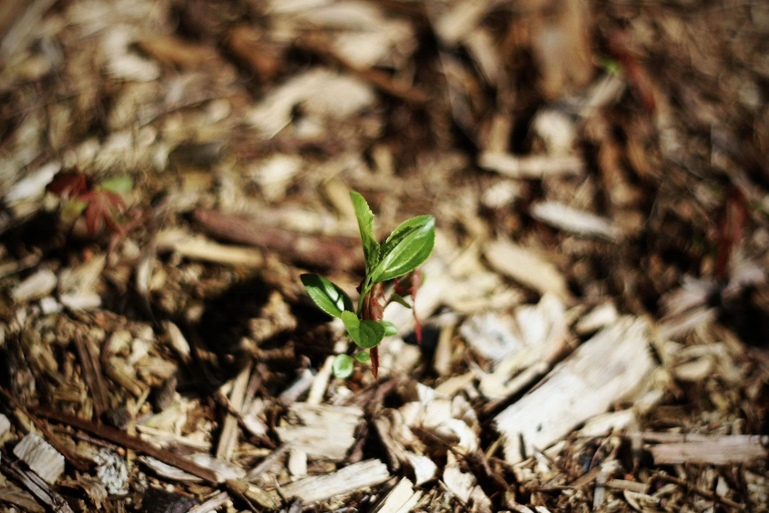 Rebirth