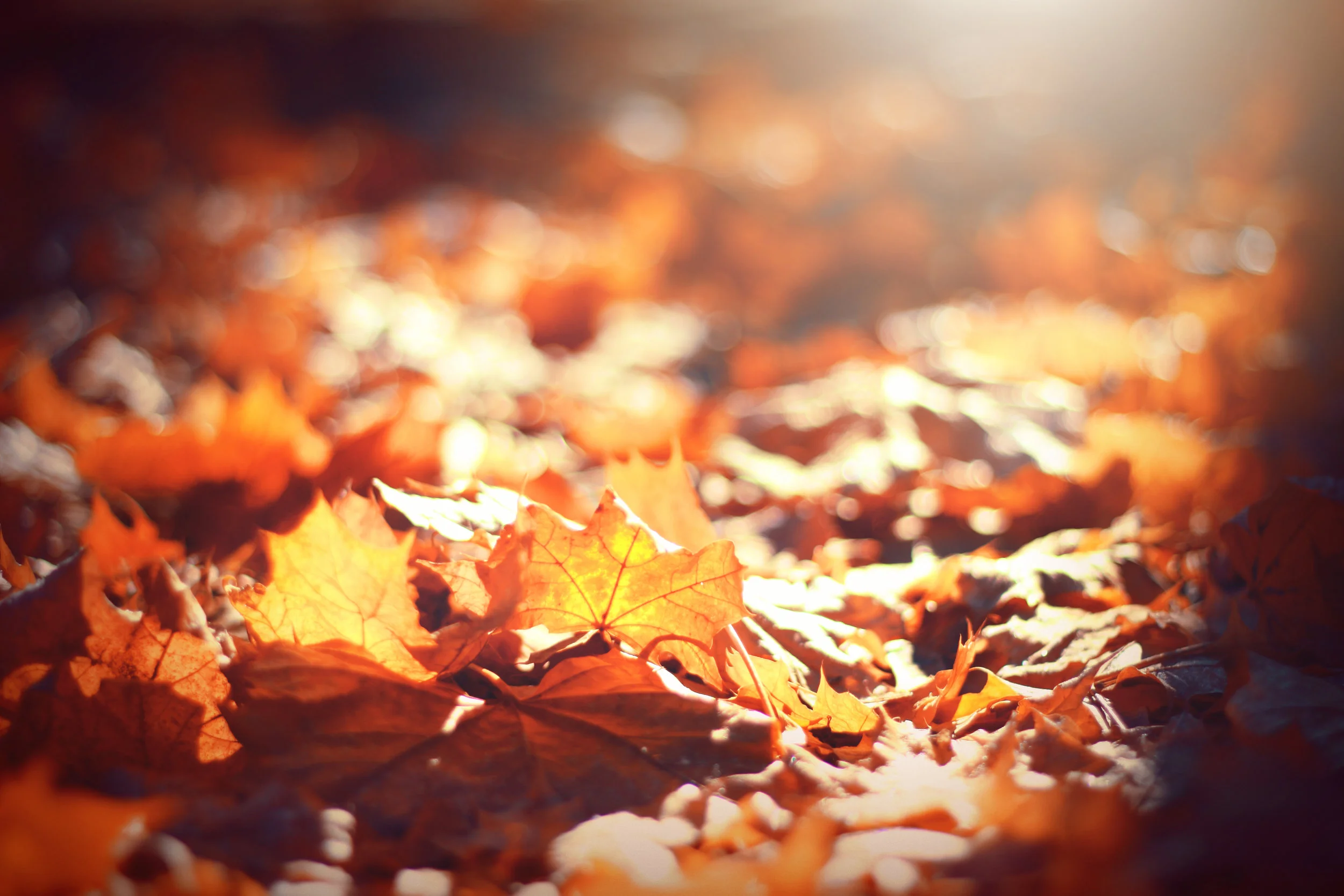 Dancing Leaves