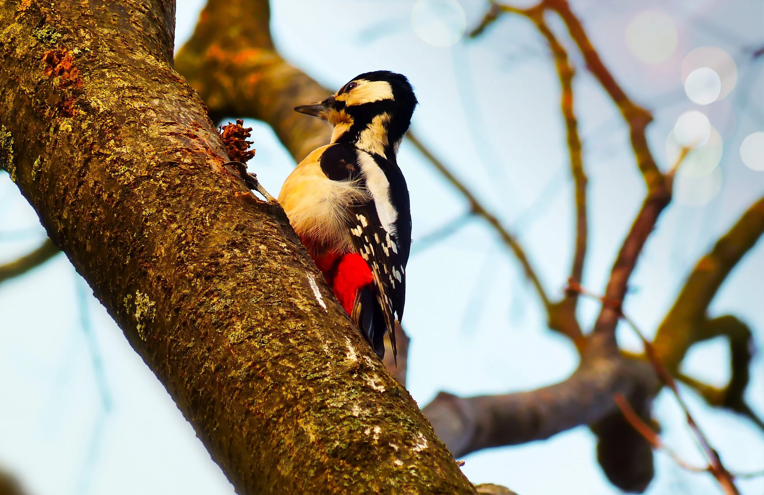 Woodpecker