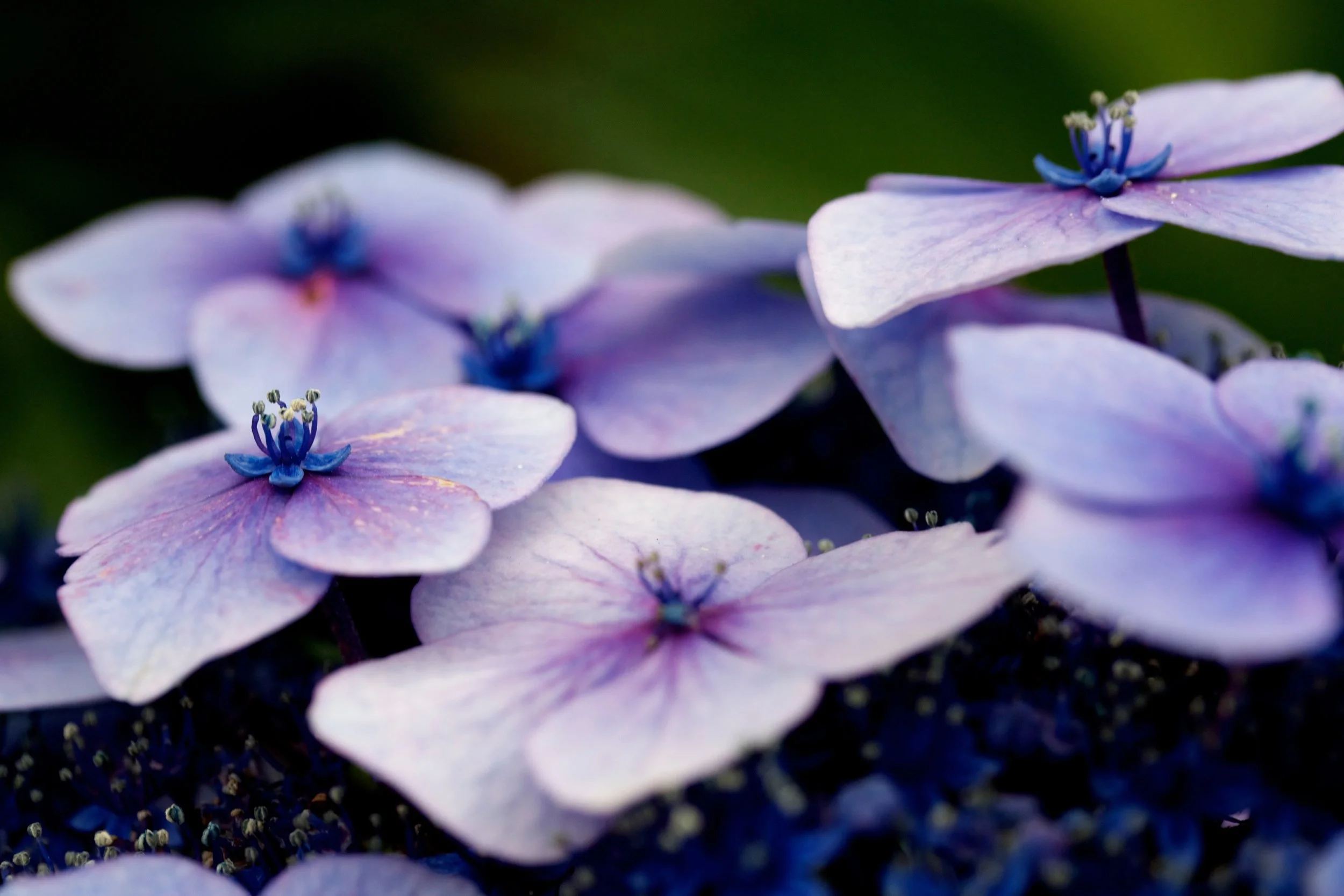 Periwinkle