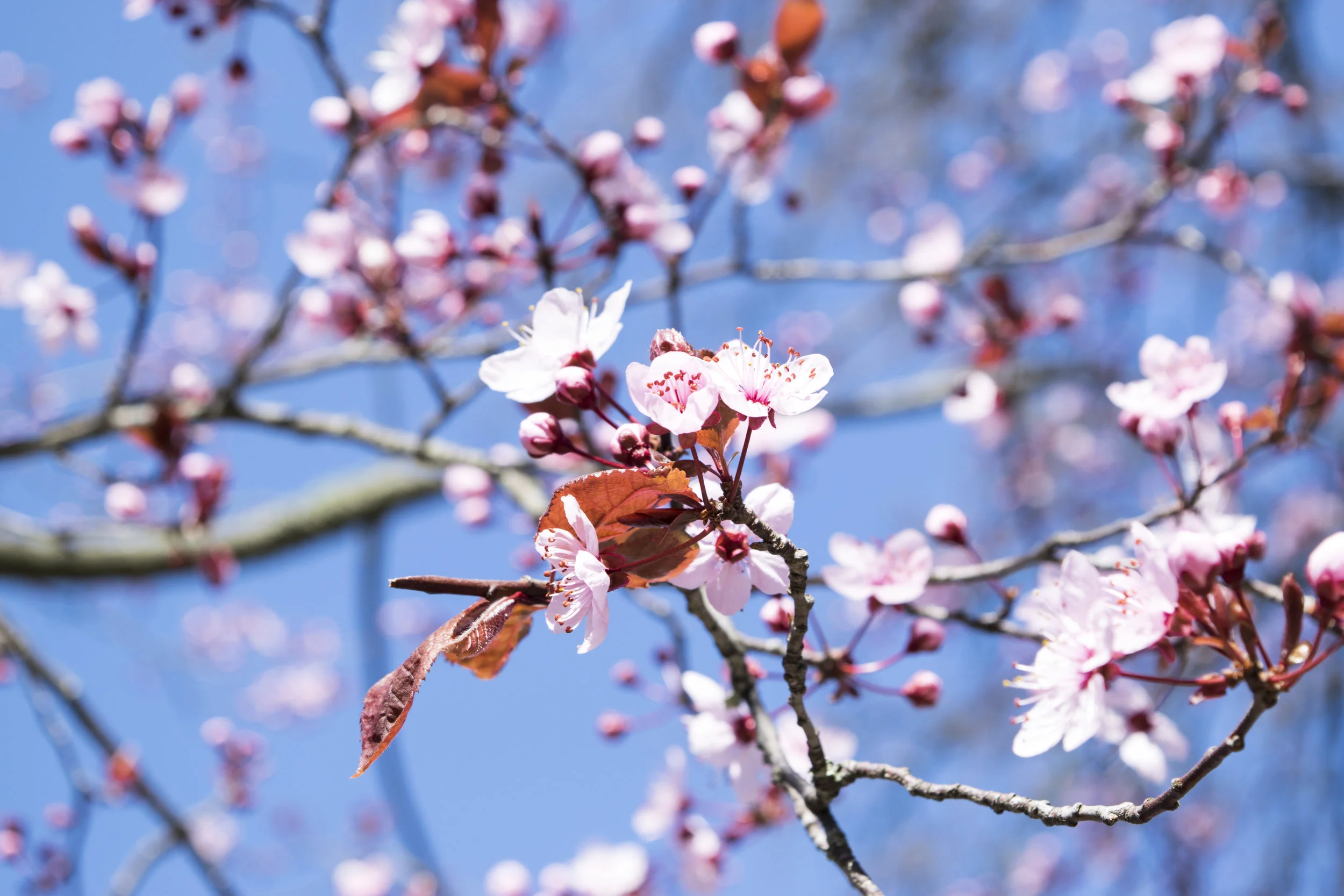 Peach In Bloom