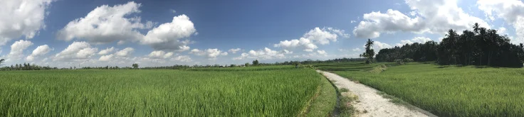 rice-paddie-pano.jpg