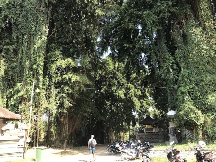 The little grove by the temple