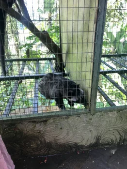 luwak-coffee-lemur.jpg