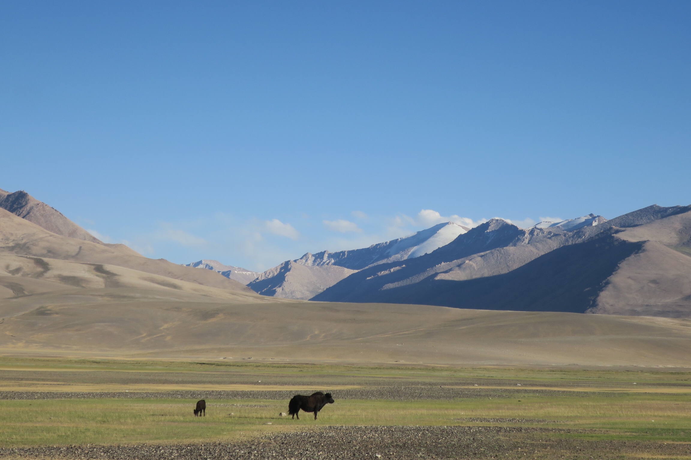 Yaks on the plateaus of the High Pamirs