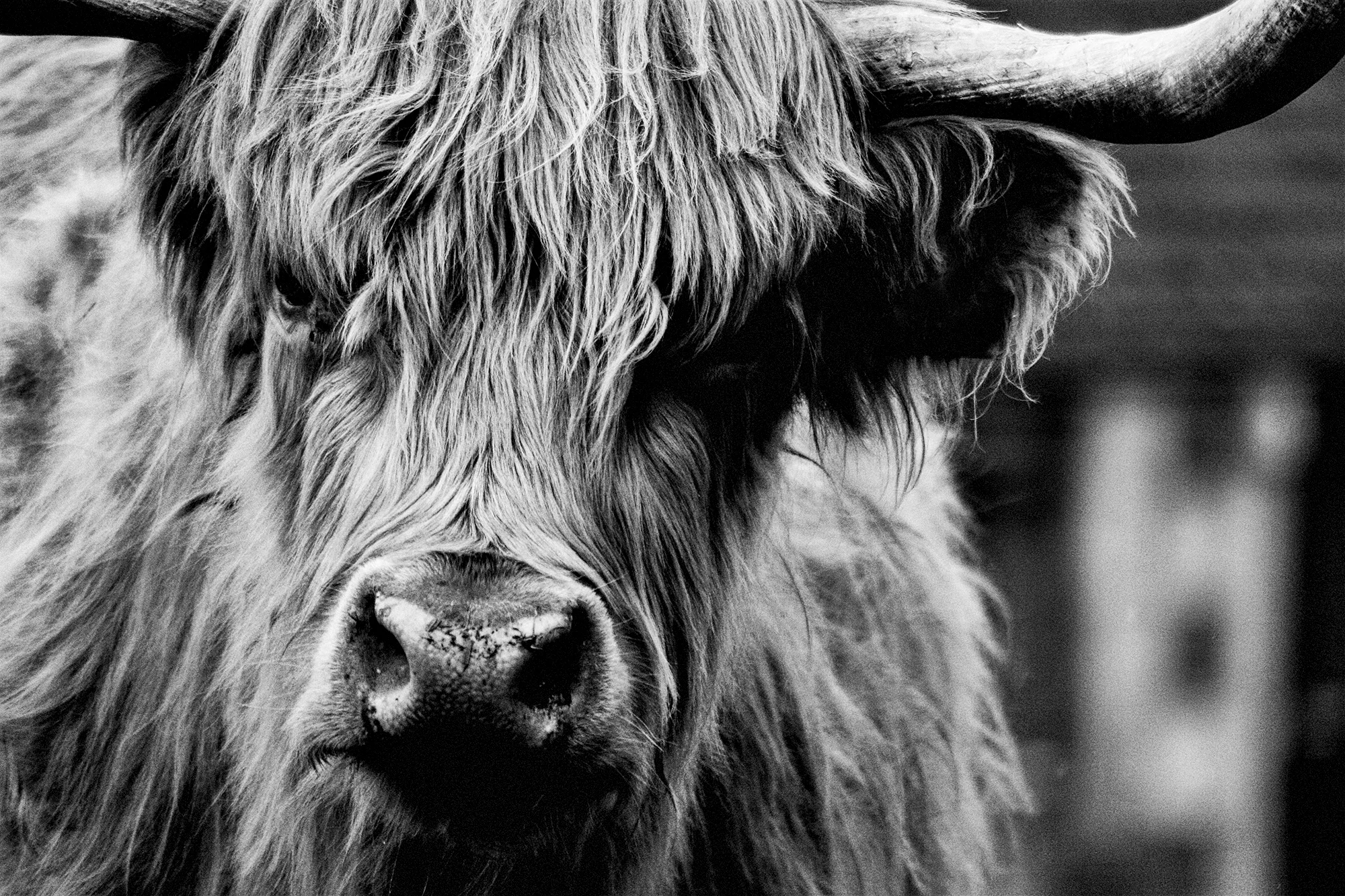 hereford-bull-edited.jpg