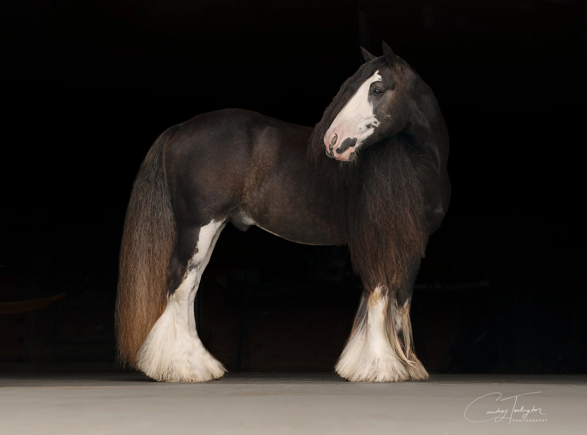Fine Art Equine Print - Gypsy Vanner Black Backdrop