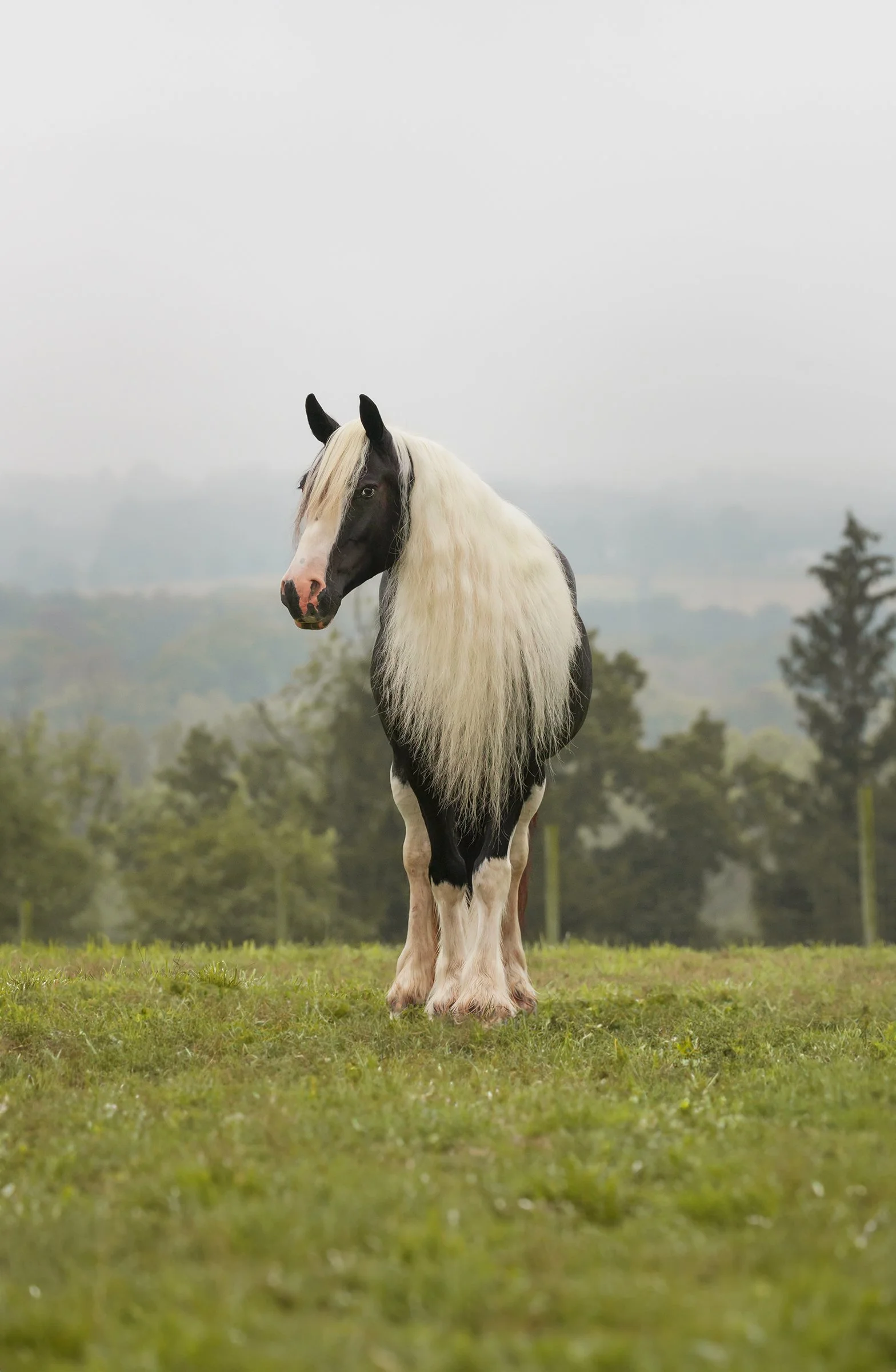 Horse Print - Dancer