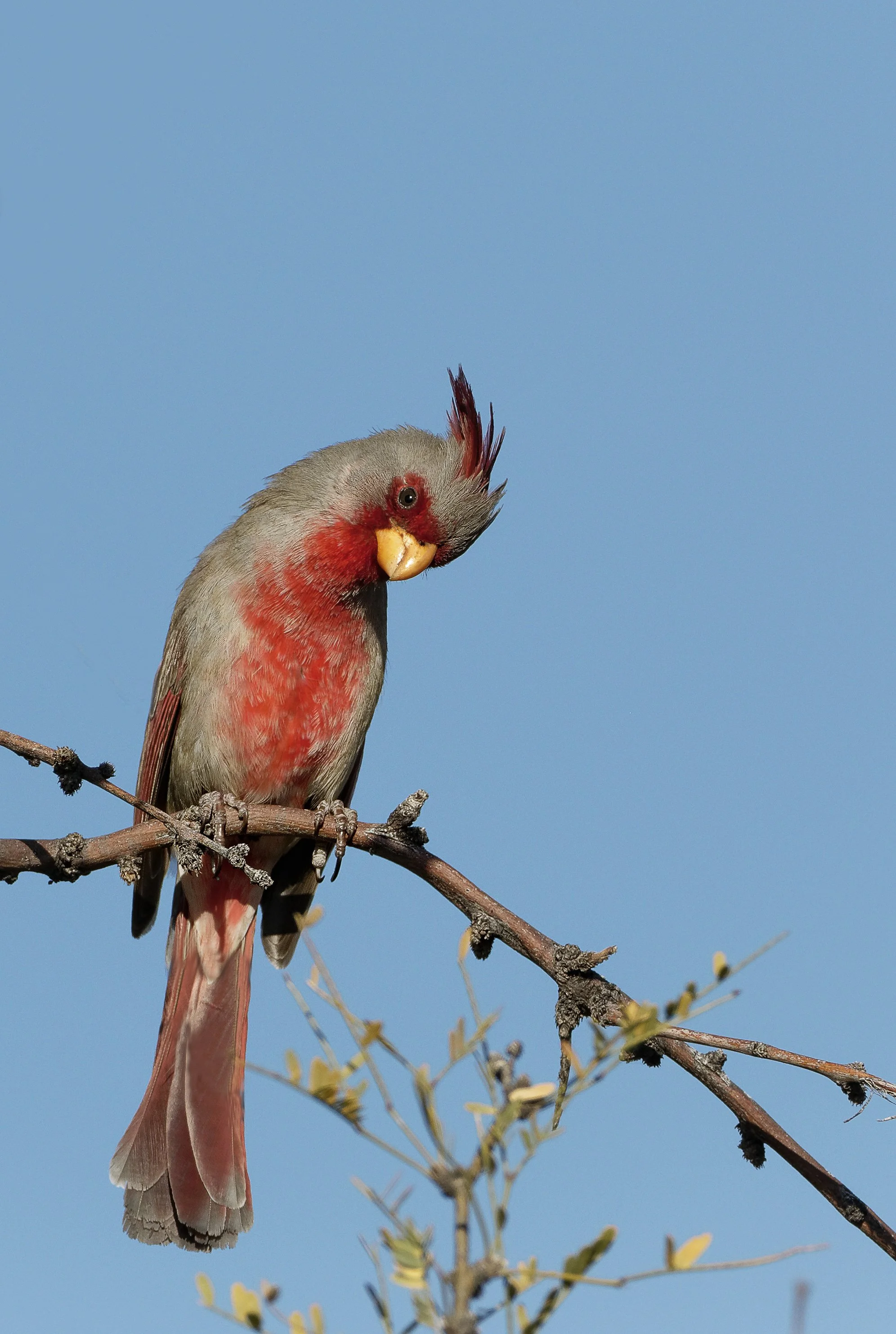 Pyrrhuloxia 5500 - 2.JPG