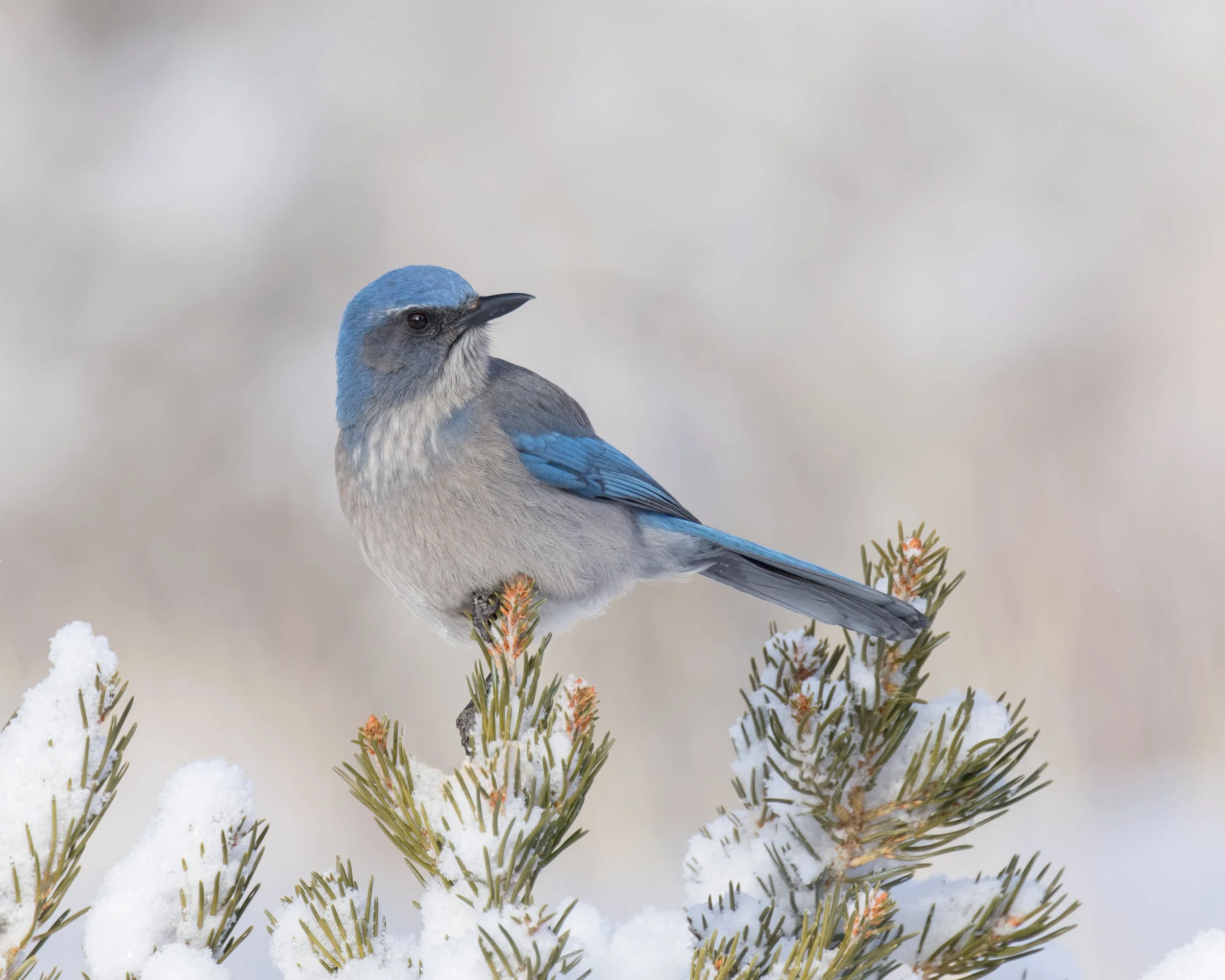 Woodhouse's Scrub-jay Buena Vista CO R5_700mm_0252-CR3_DxO_PRIME-2.jpg