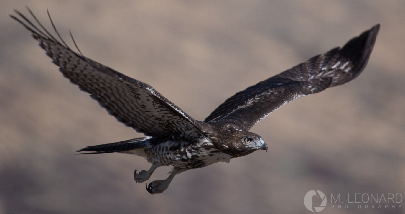 Red-tailed hawk (Buteo jamaicensis)