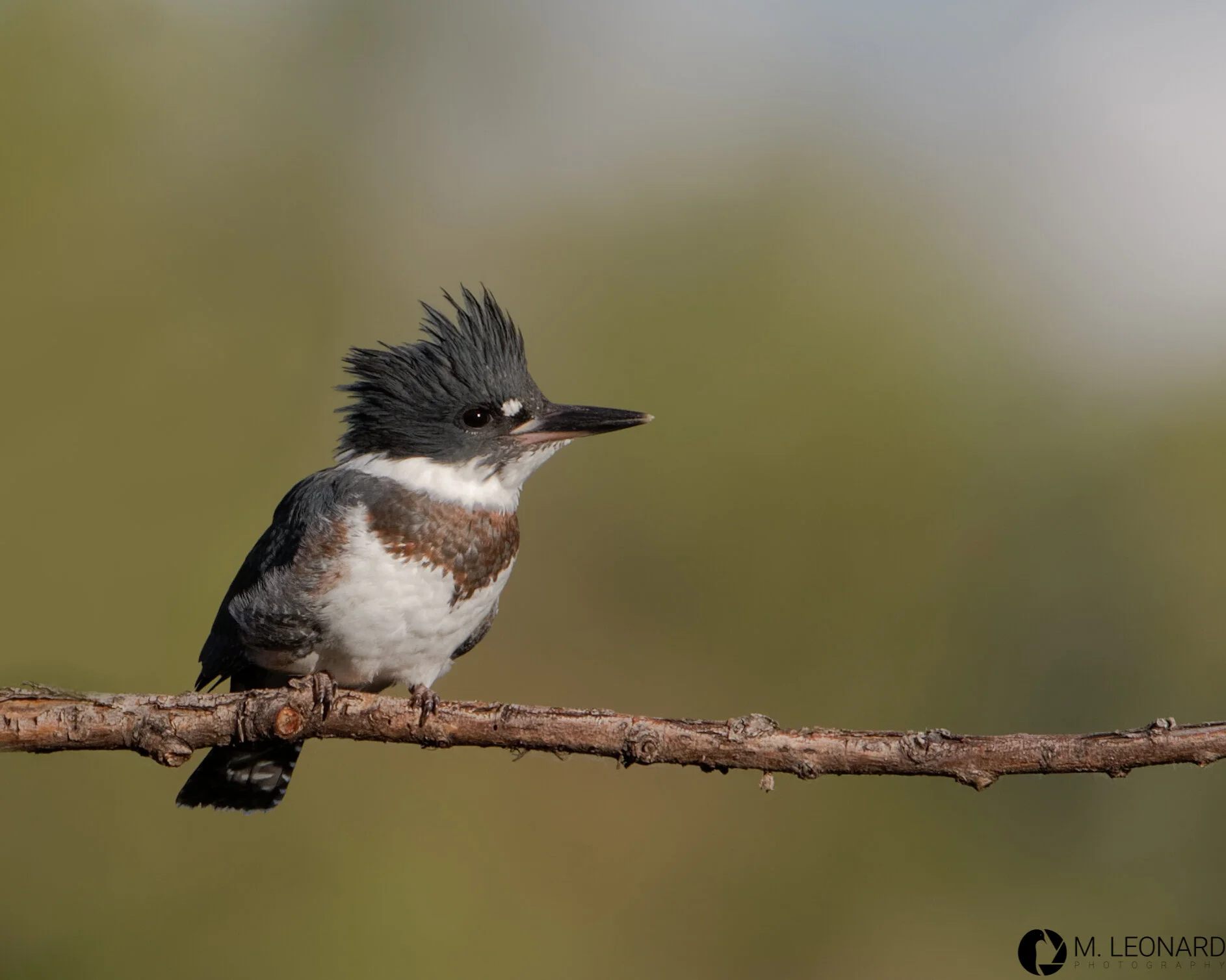 Belted kingfisher (Megaceryle alcyon)