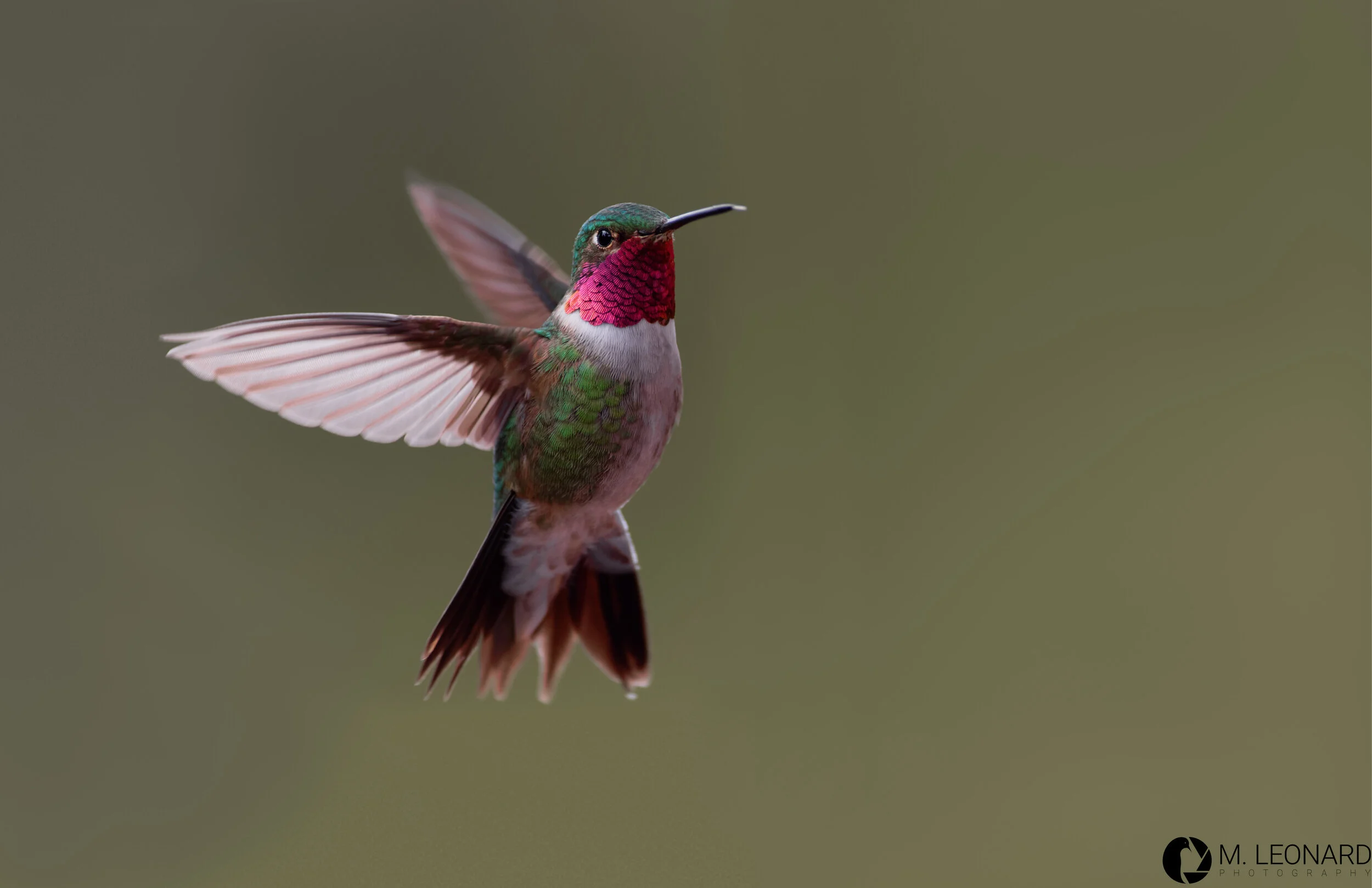 Broad-tailed hummingbird (Selasphorus platycercus)