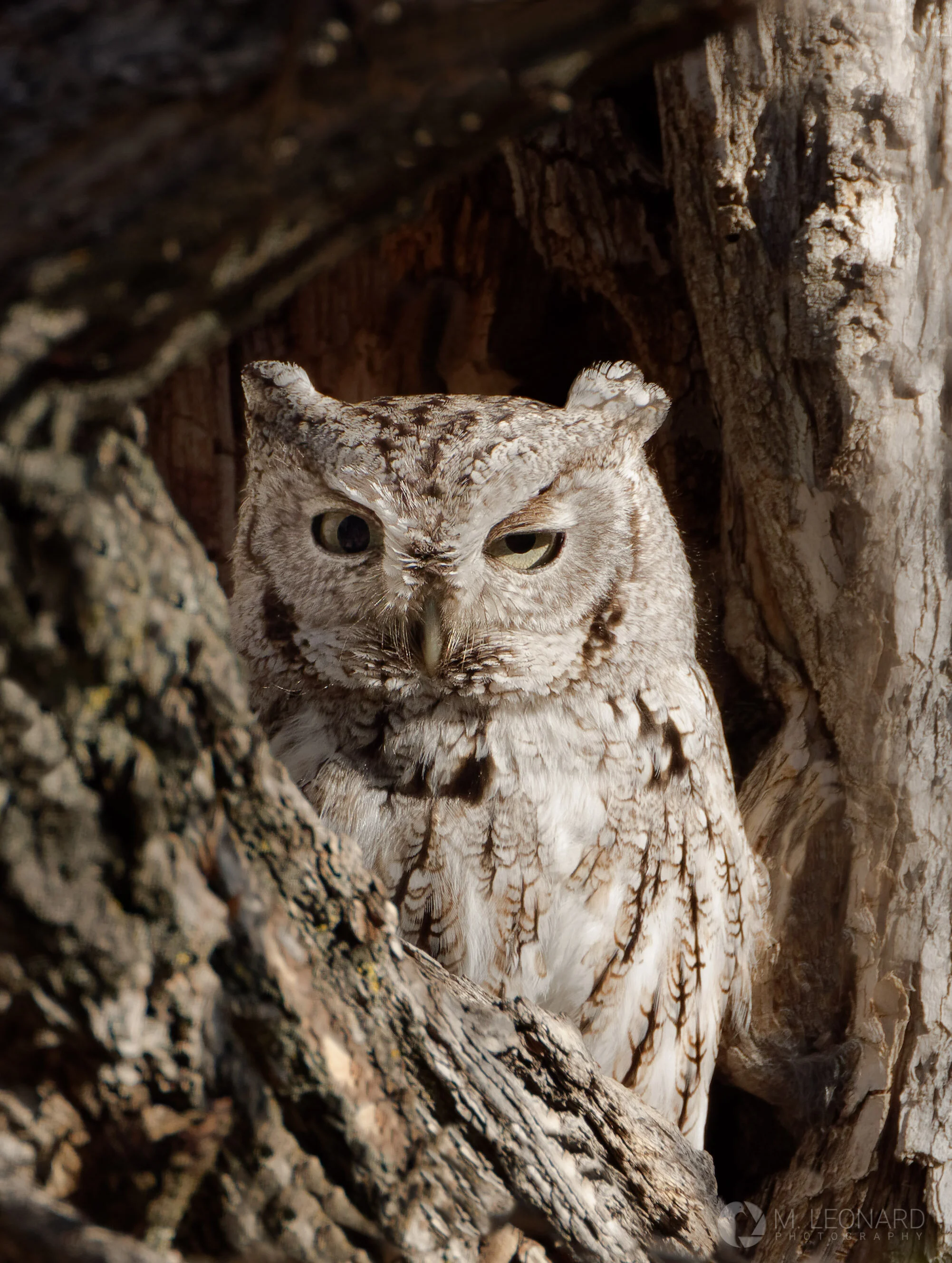 Eastern screech-owl (Megascops asio)