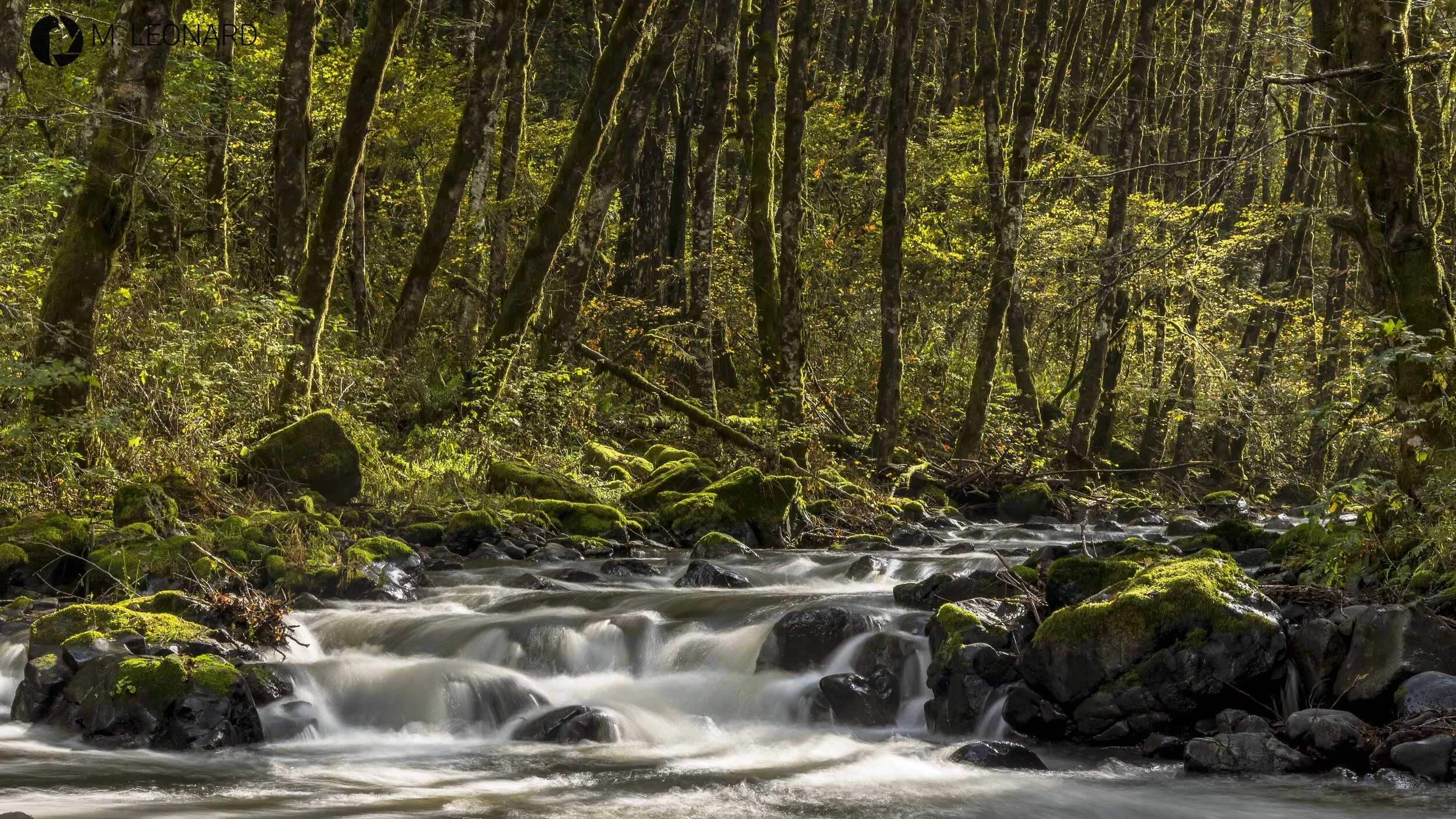 South Fork Wilson River, Oregon