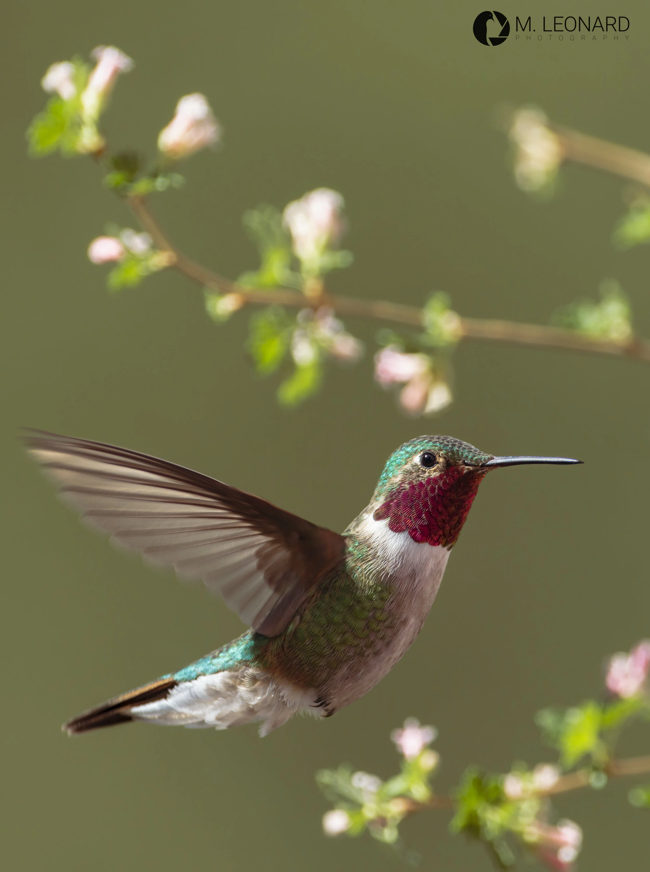 Broad-tailed hummingbird (Selasphorus platycercus)
