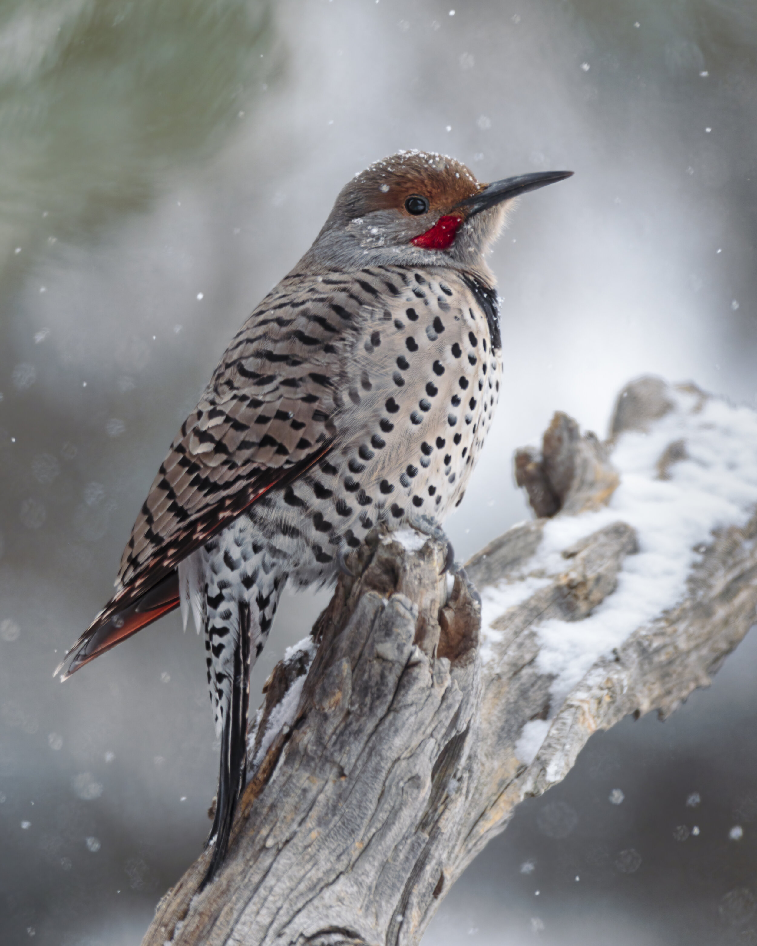 Northern flicker (Colaptes auratus)