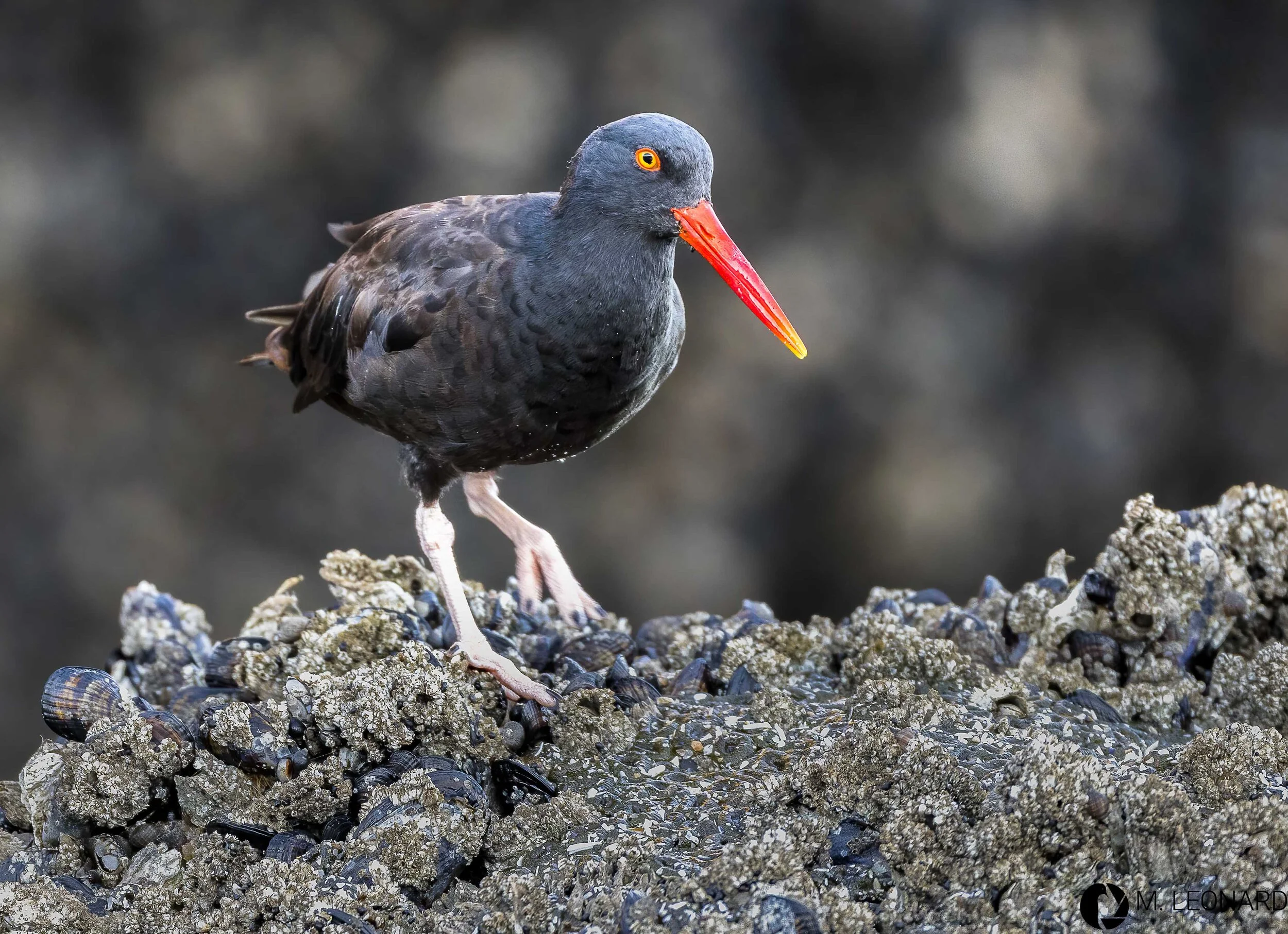 Black Oystercatcher (Haematopus bachmani)