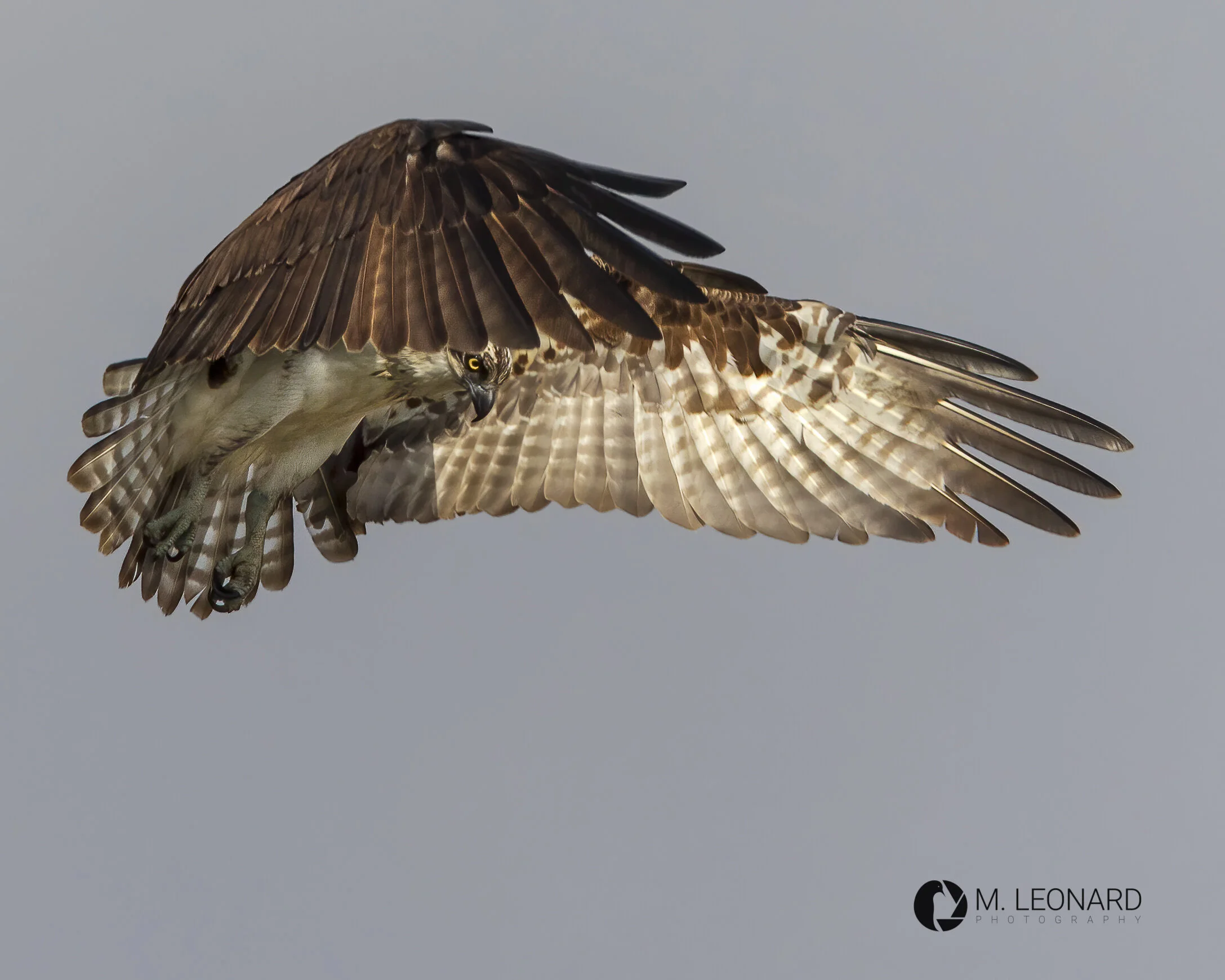 Osprey (Pandion haliaetus)