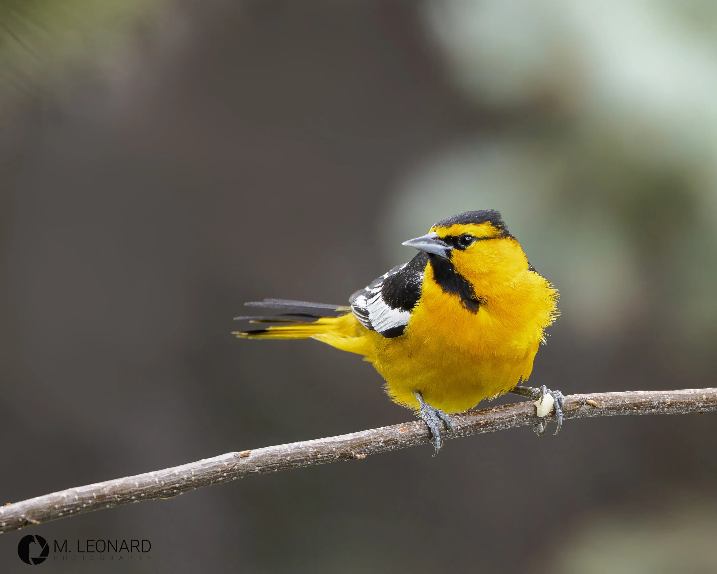 Bullock's Oriole (Icterus bullockii)
