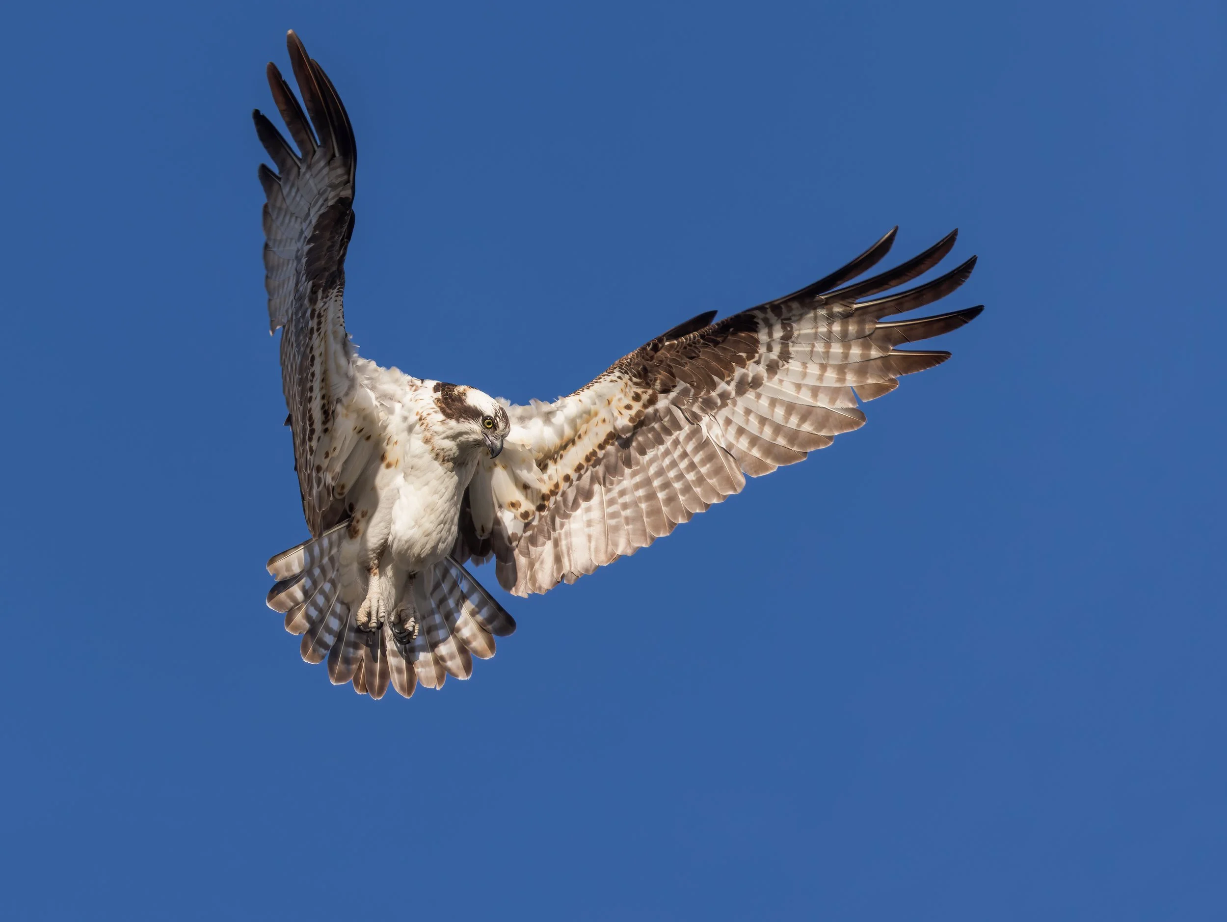 Osprey BIF 220414_194625_006-dng_DxO_DeepPRIME-2.jpg