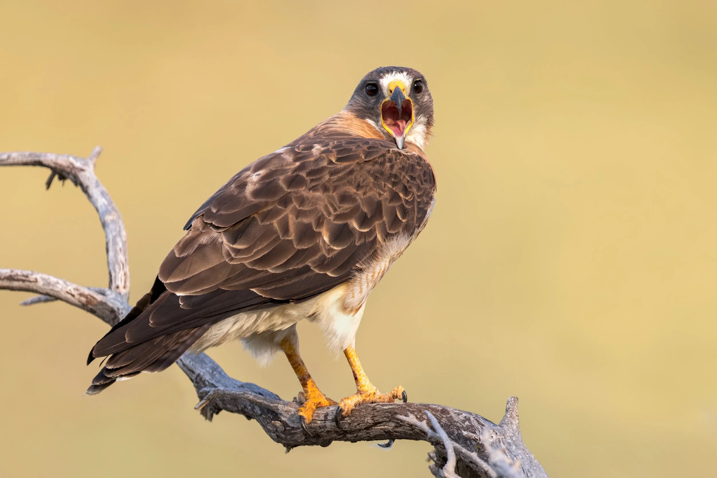 Swainson's Hawk 220803_184957_001-dng_DxO_PRIME-3.jpg