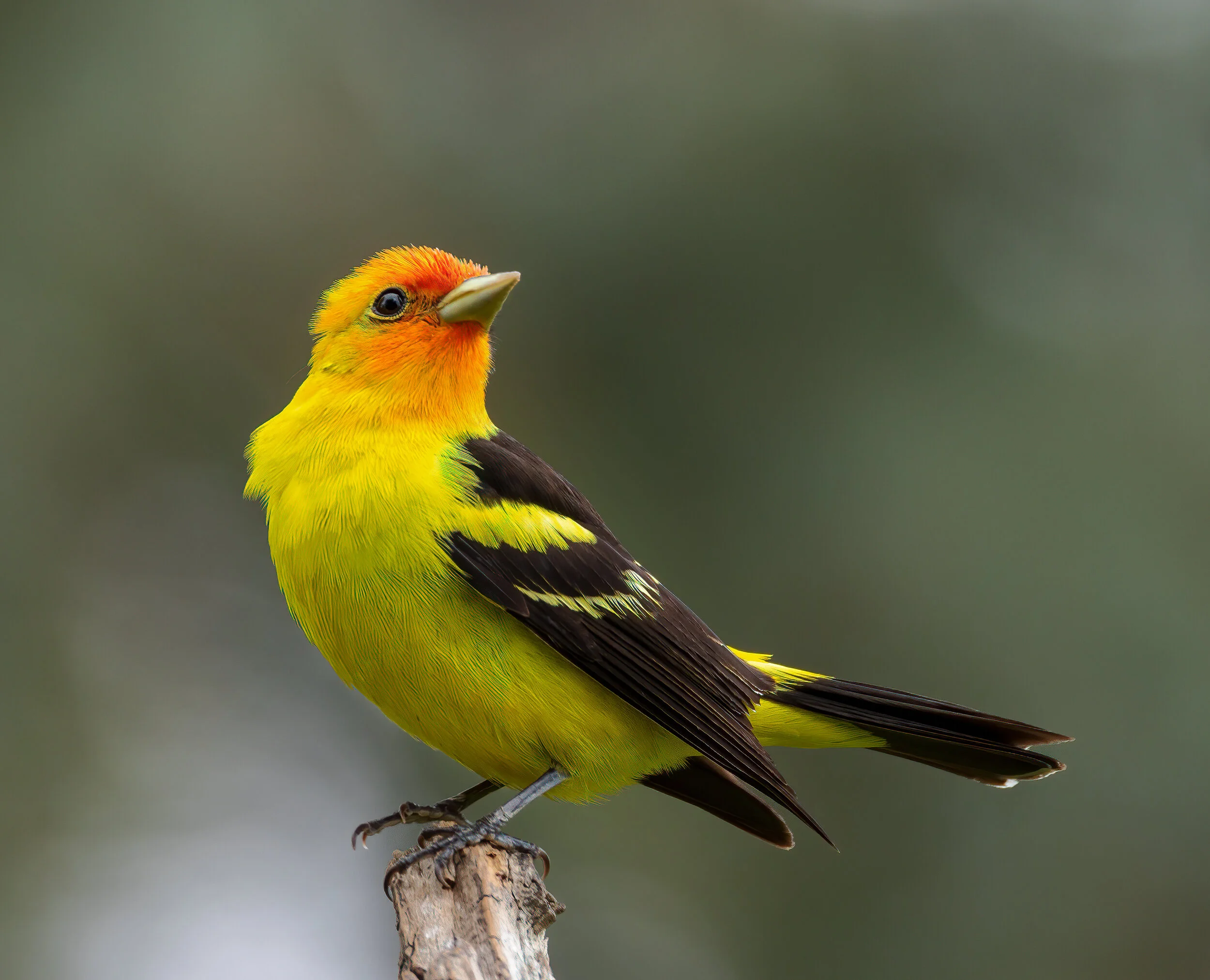 Westerm tanager 4967.jpg