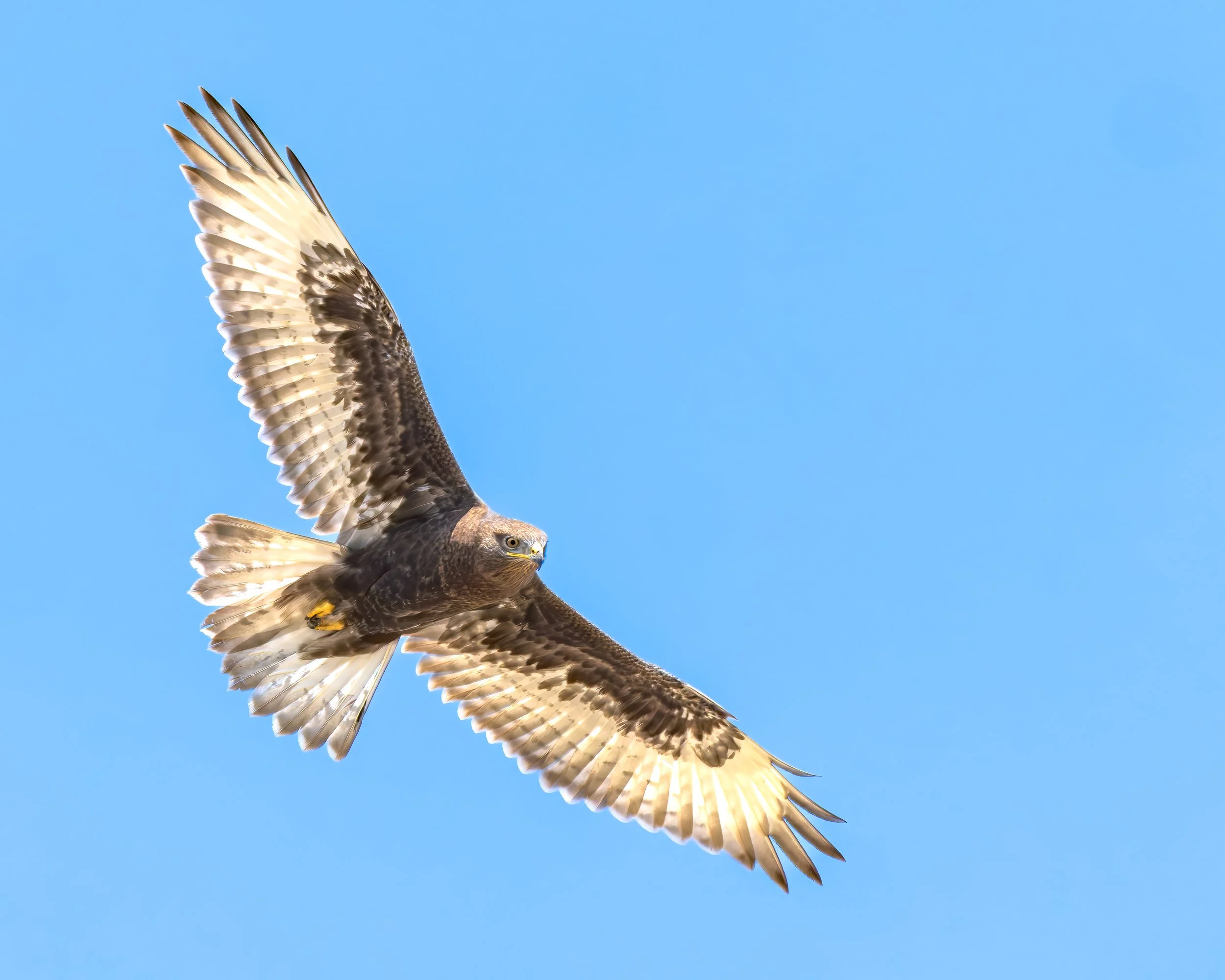 ferruginous hawk 250823_CR3_3988-001 topaz.jpg