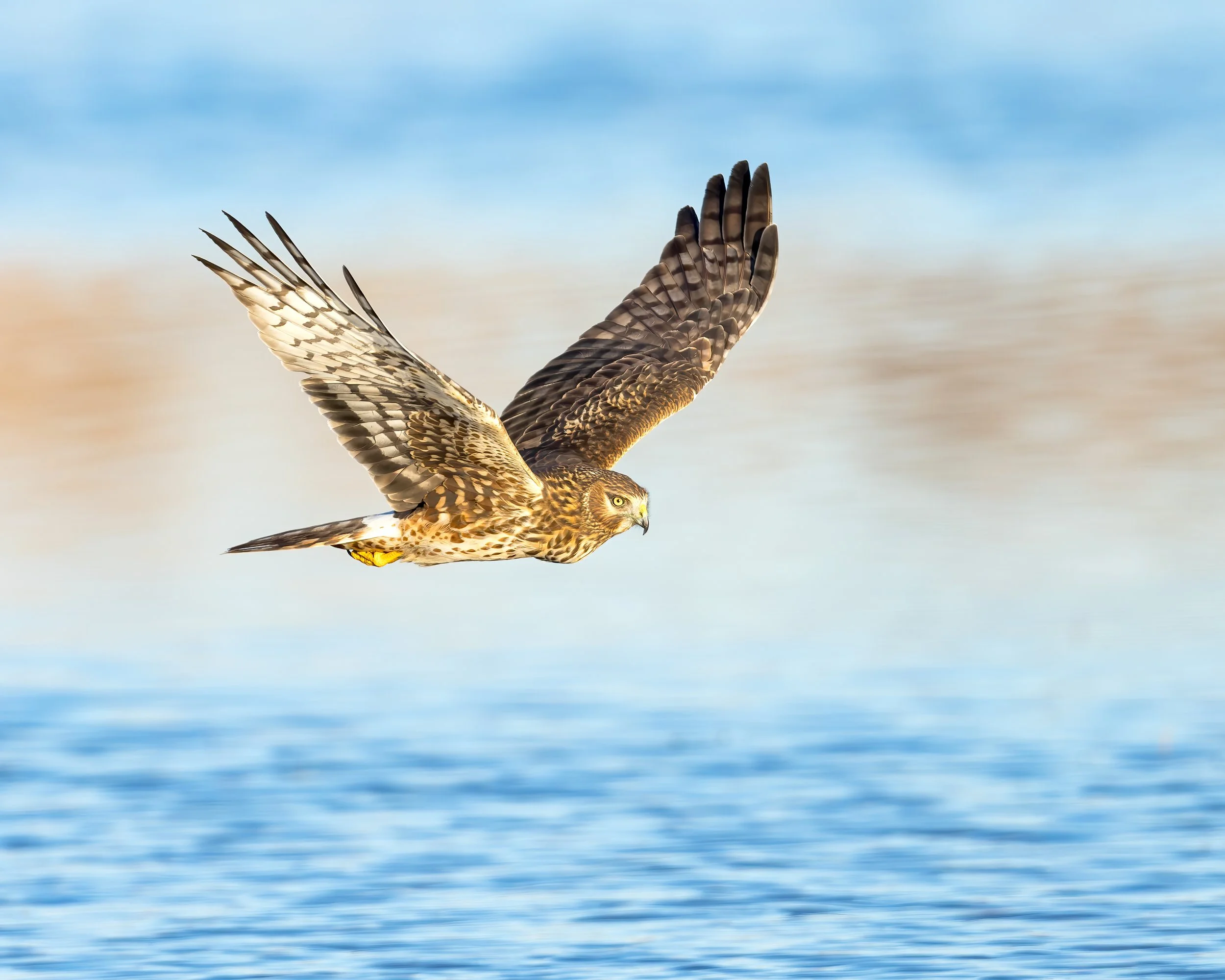 Northern Harrier BIF 260115_173809_5-001-1.jpg