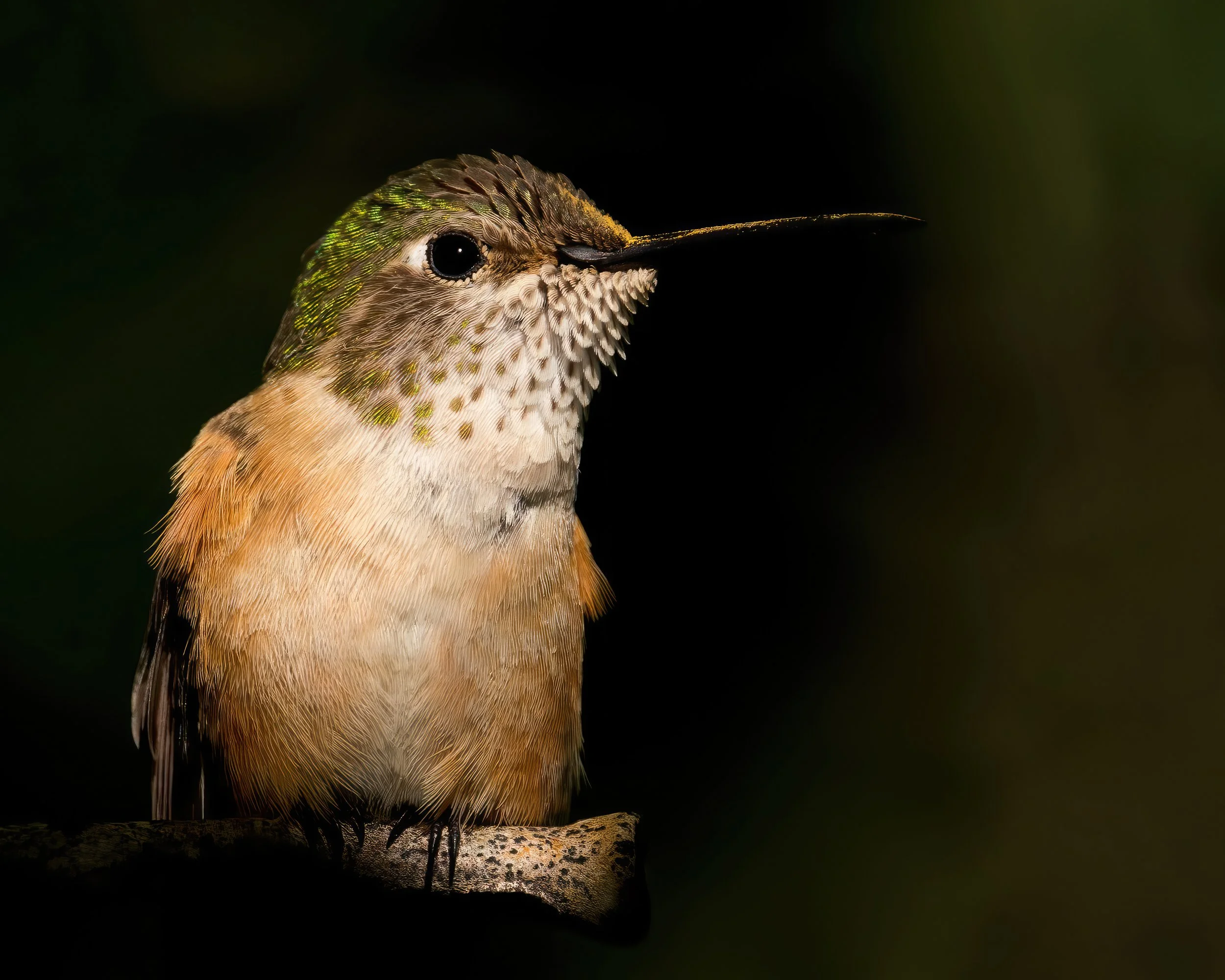Broad-tailed hummingbird 220809_090239_001-dng_DxO_DeepPRIME-2-gigapixel-standard-scale-2_00x.jpg