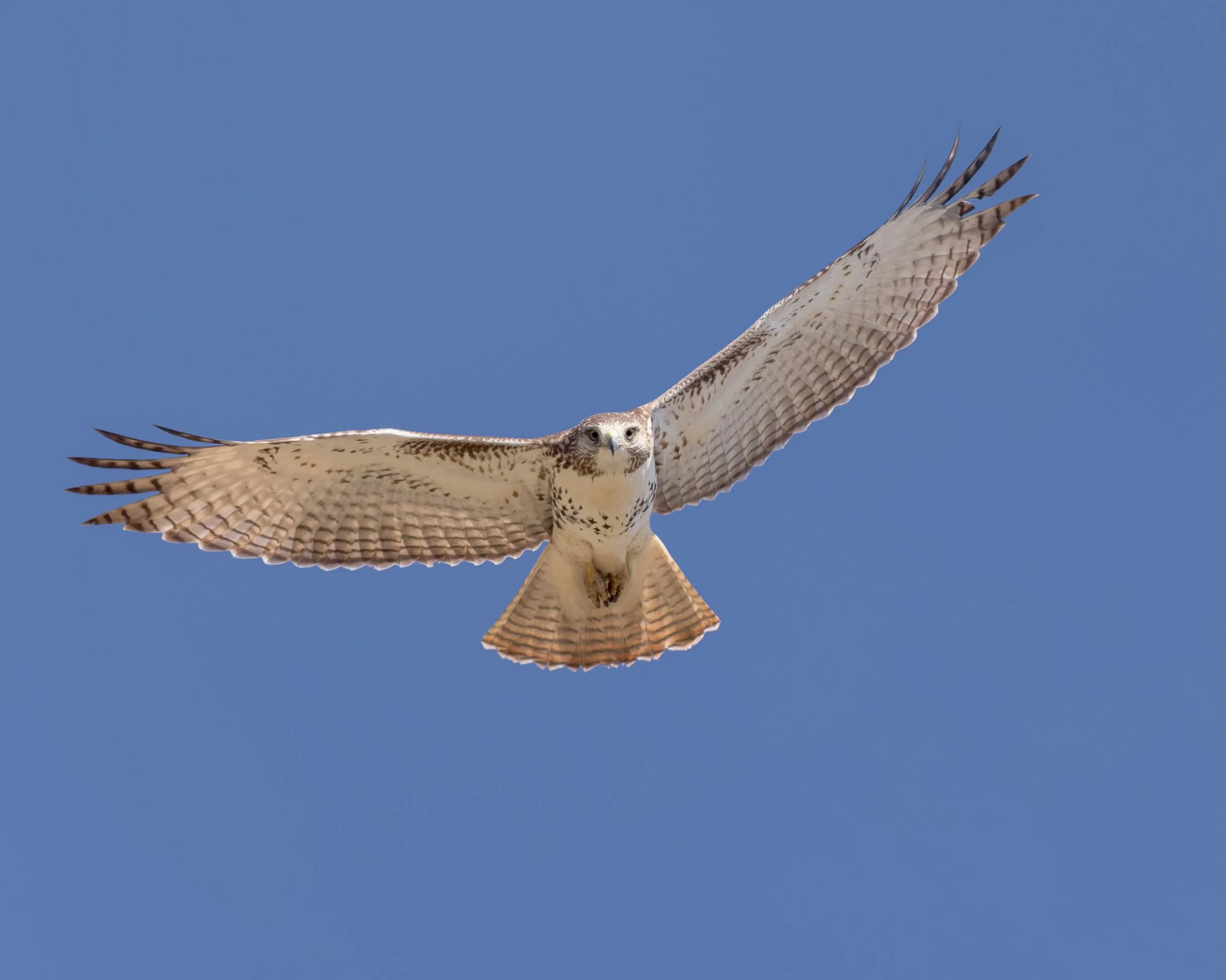 Red-tailed Hawk 220819_104814_001-dng_DxO_PRIME-3.jpg
