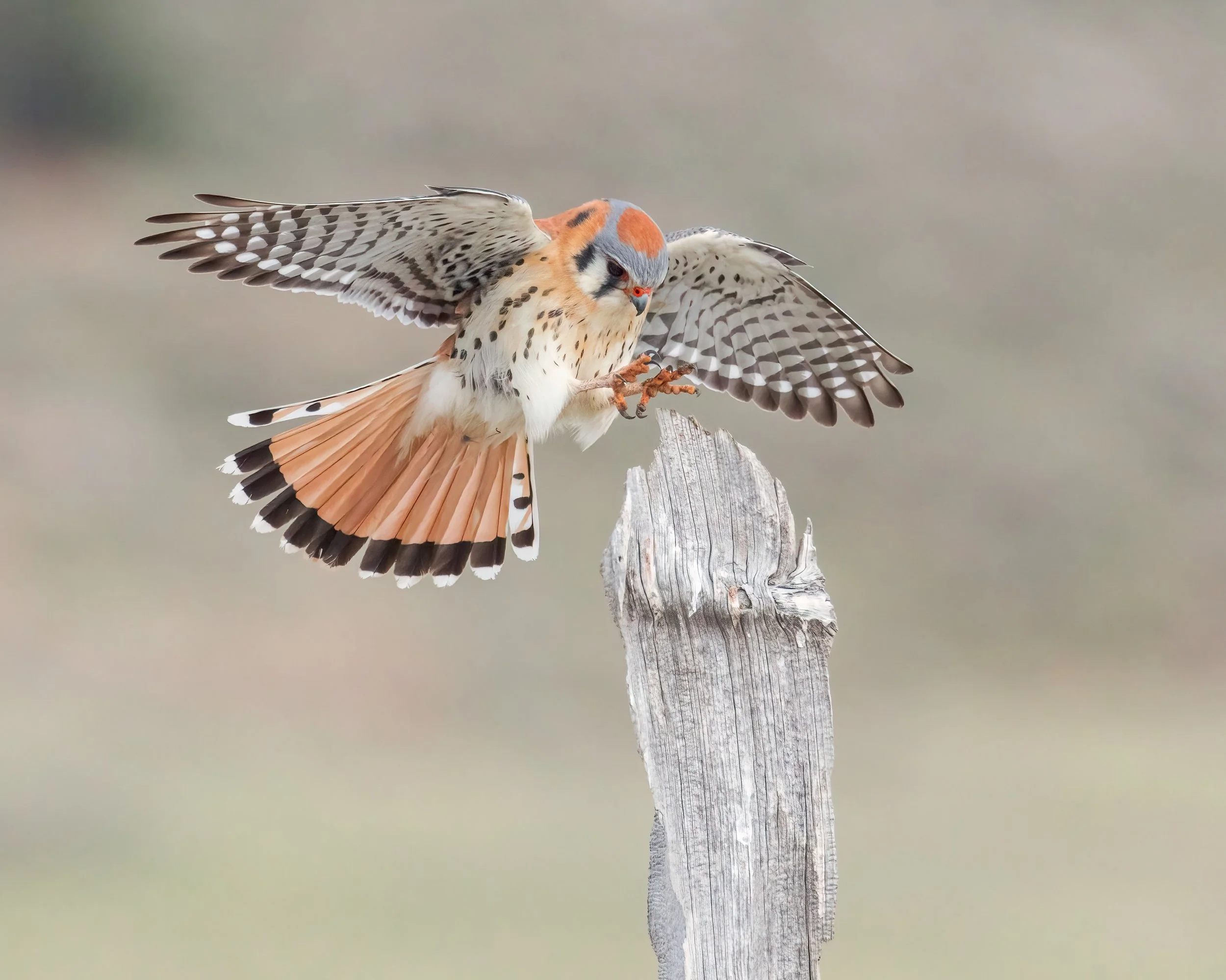 Americcan Kestrel BIF 260425_082340_6-4.jpg