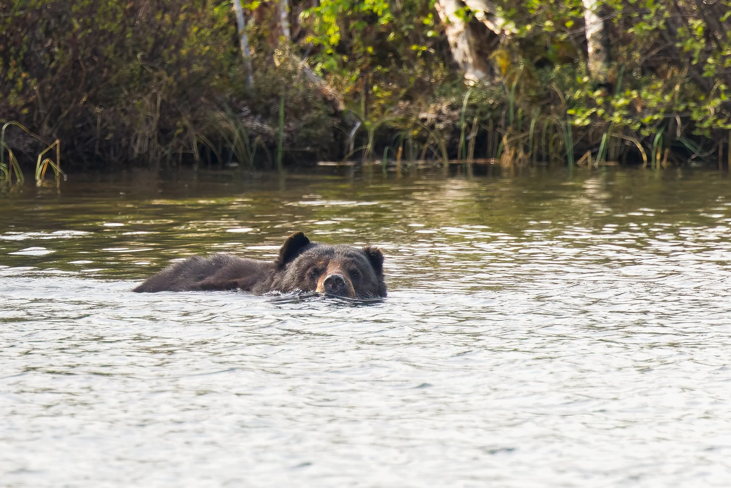 Black bear 2022  220614_081642_001-dng_DxO_DeepPRIME-2.jpg